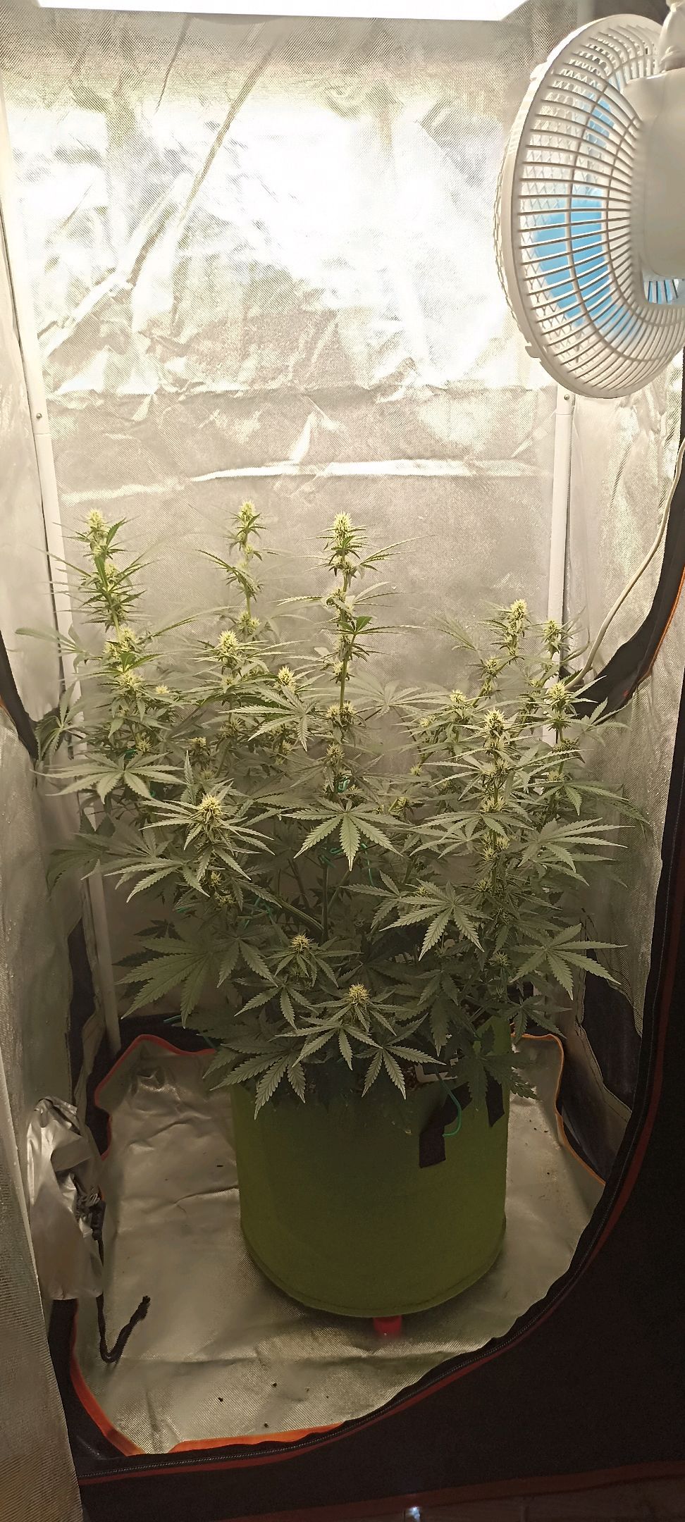 Gorilla Cookies Auto growlog photo 40