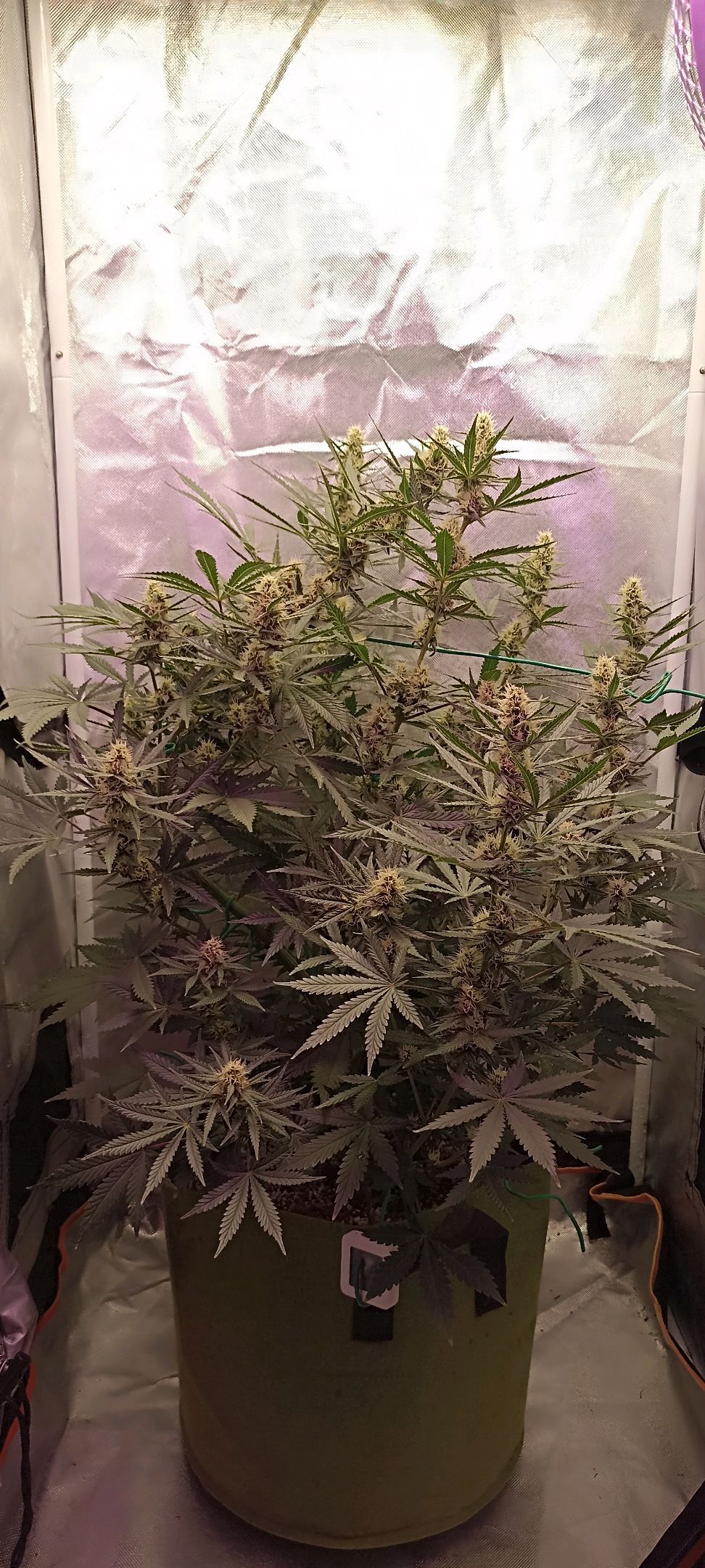 Gorilla Cookies Auto growlog photo 41