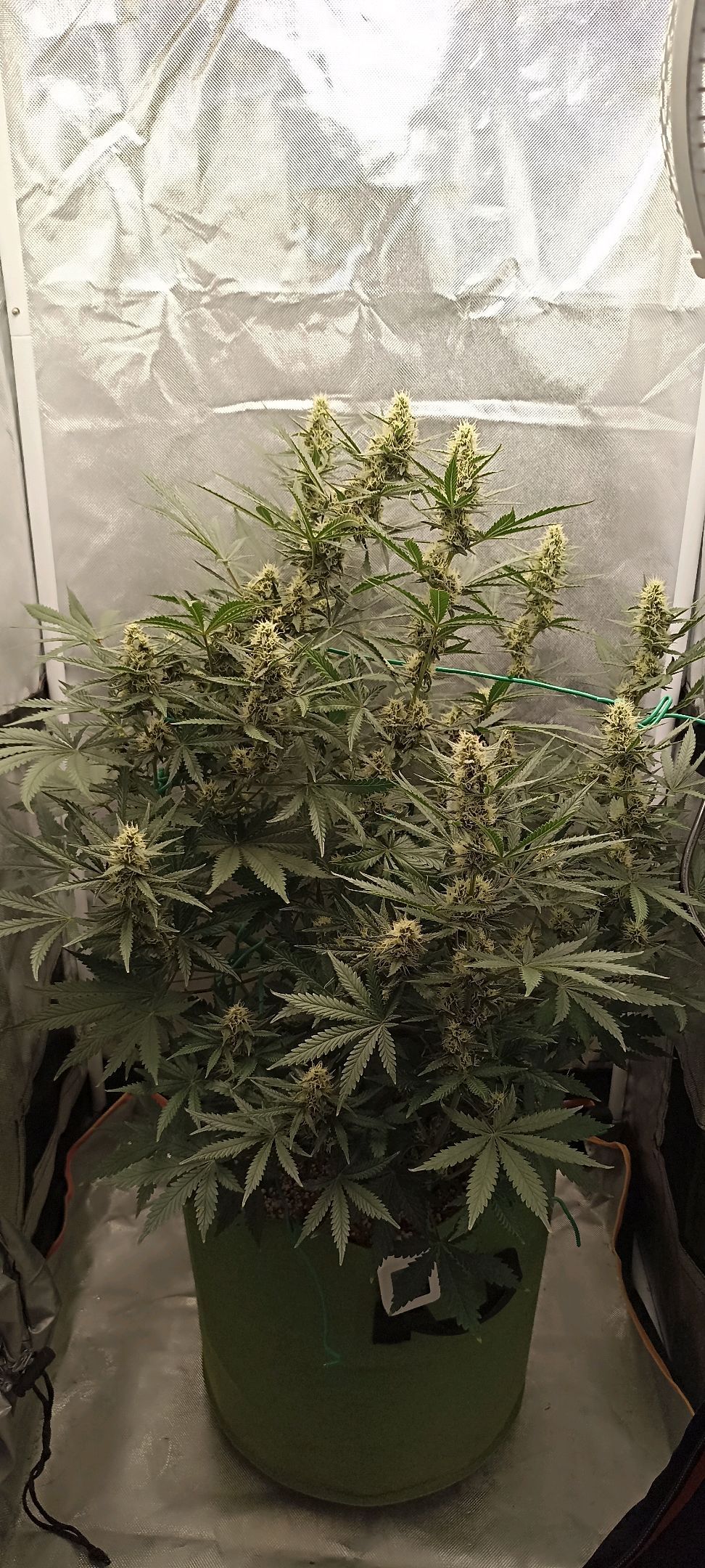 Gorilla Cookies Auto growlog photo 42