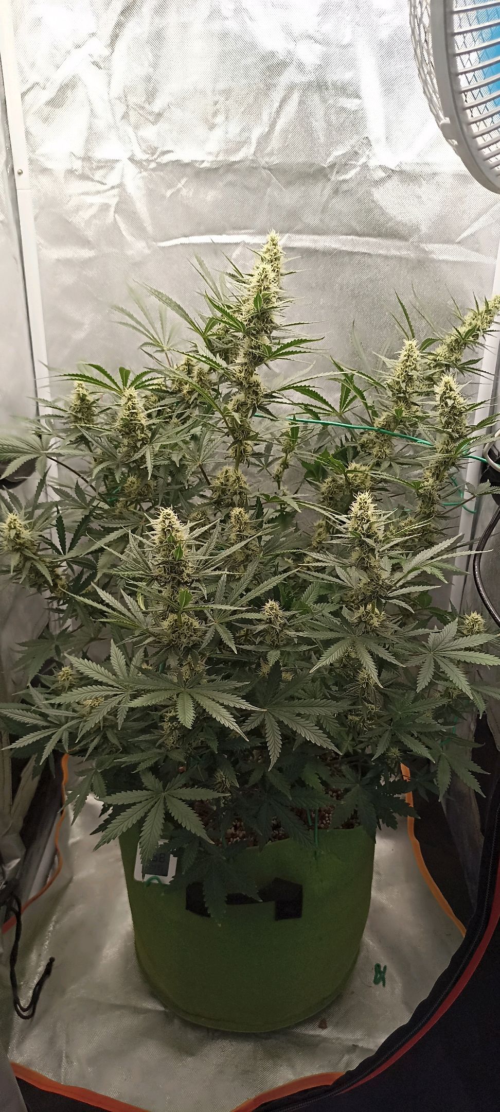 Gorilla Cookies Auto growlog photo 44