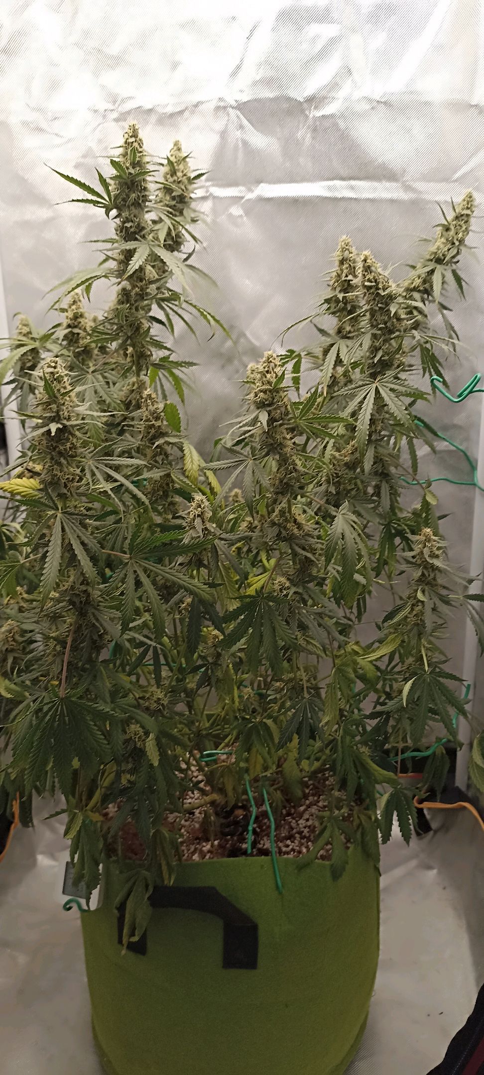 Gorilla Cookies Auto growlog photo 46