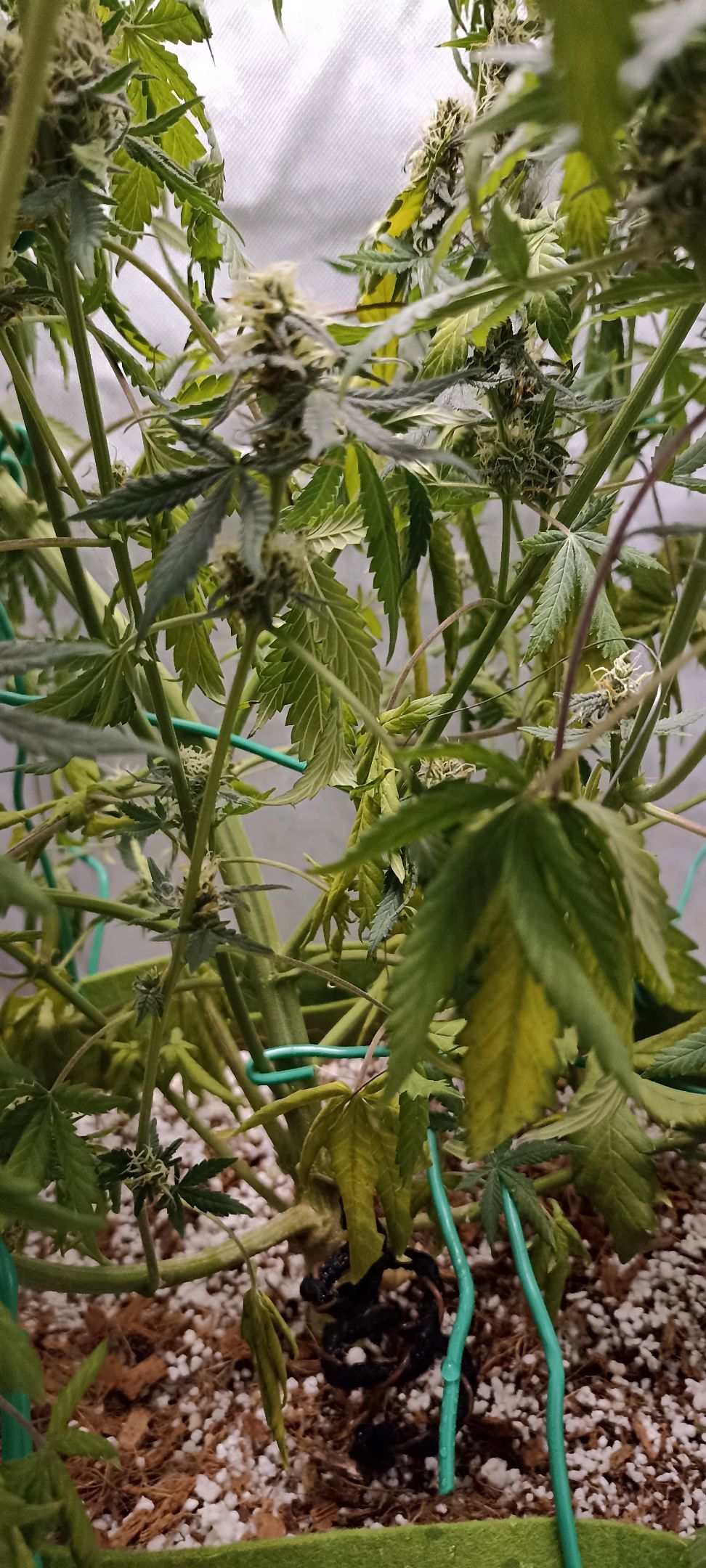 Gorilla Cookies Auto growlog photo 45