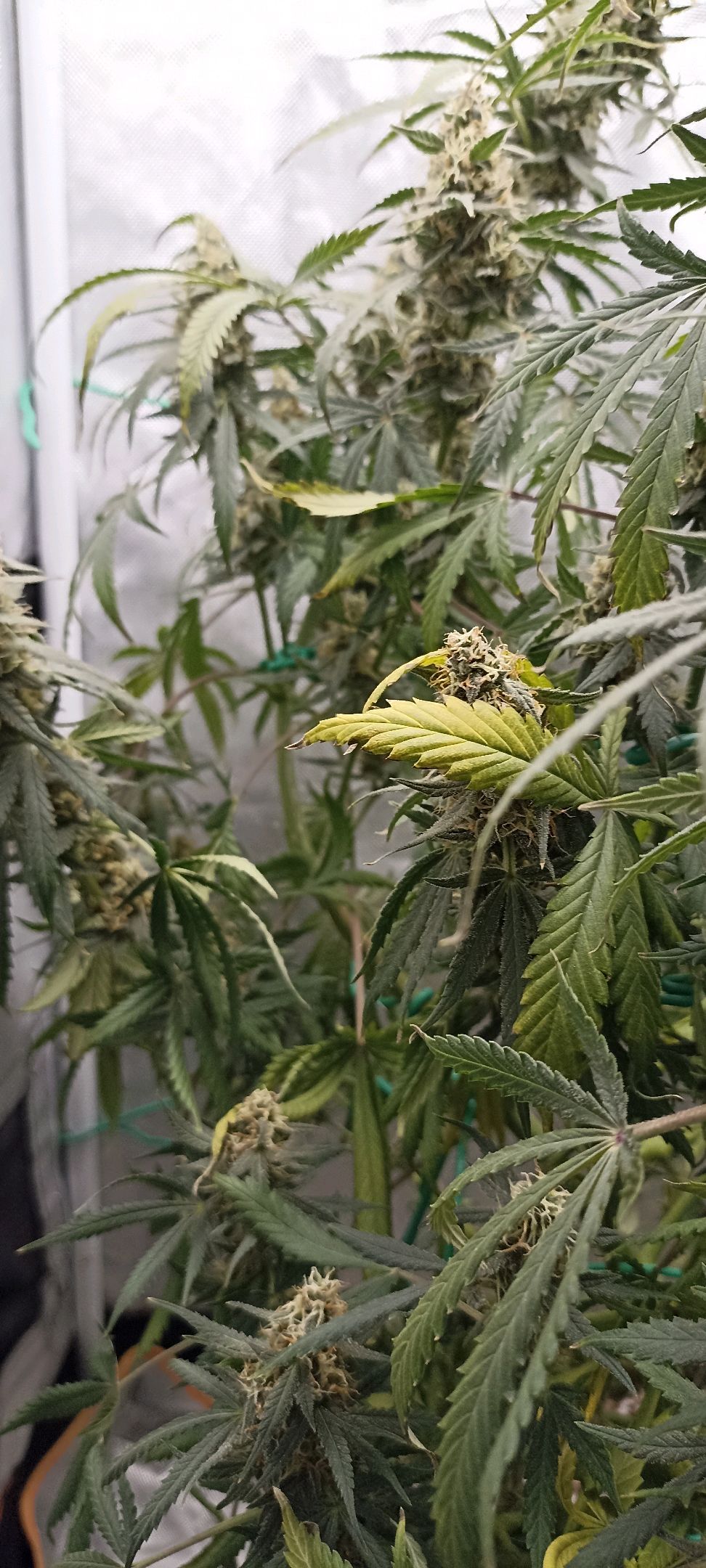 Gorilla Cookies Auto growlog photo 47