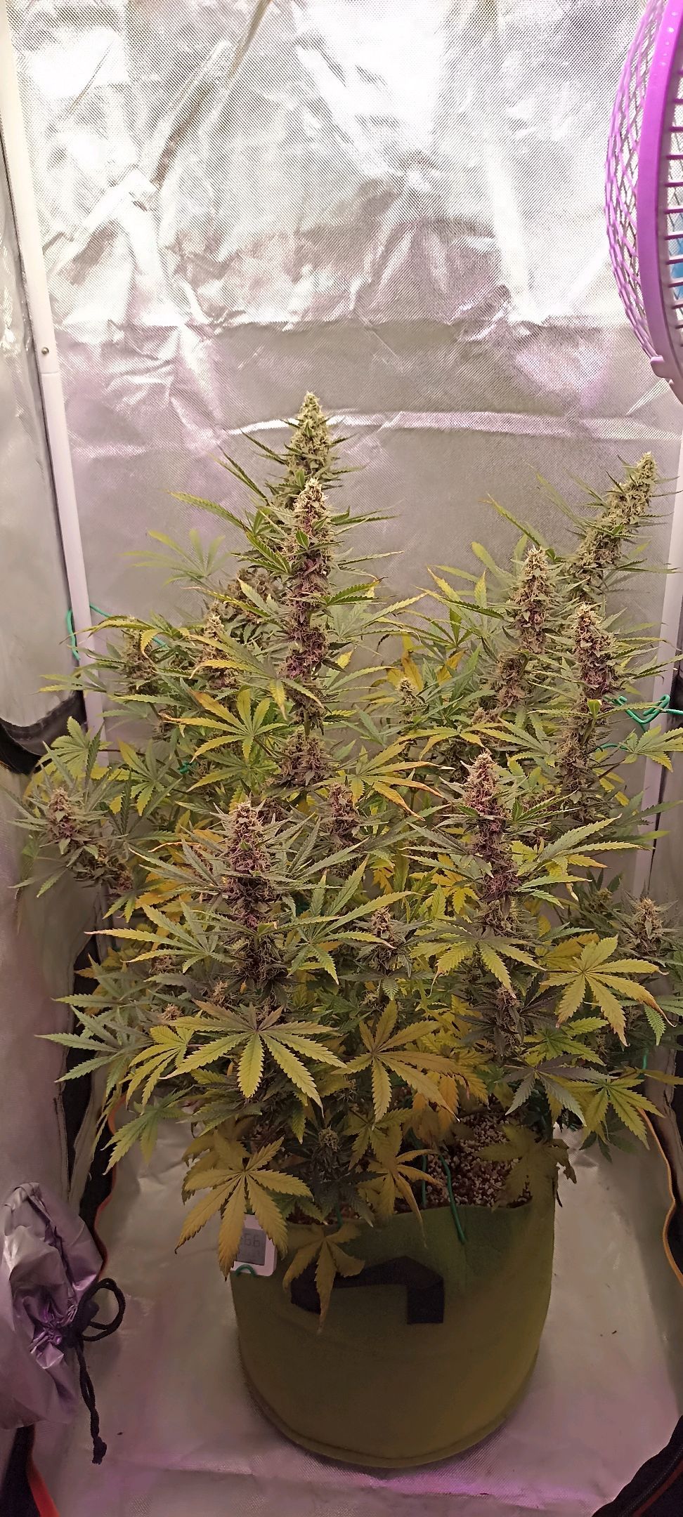 Gorilla Cookies Auto growlog photo 48