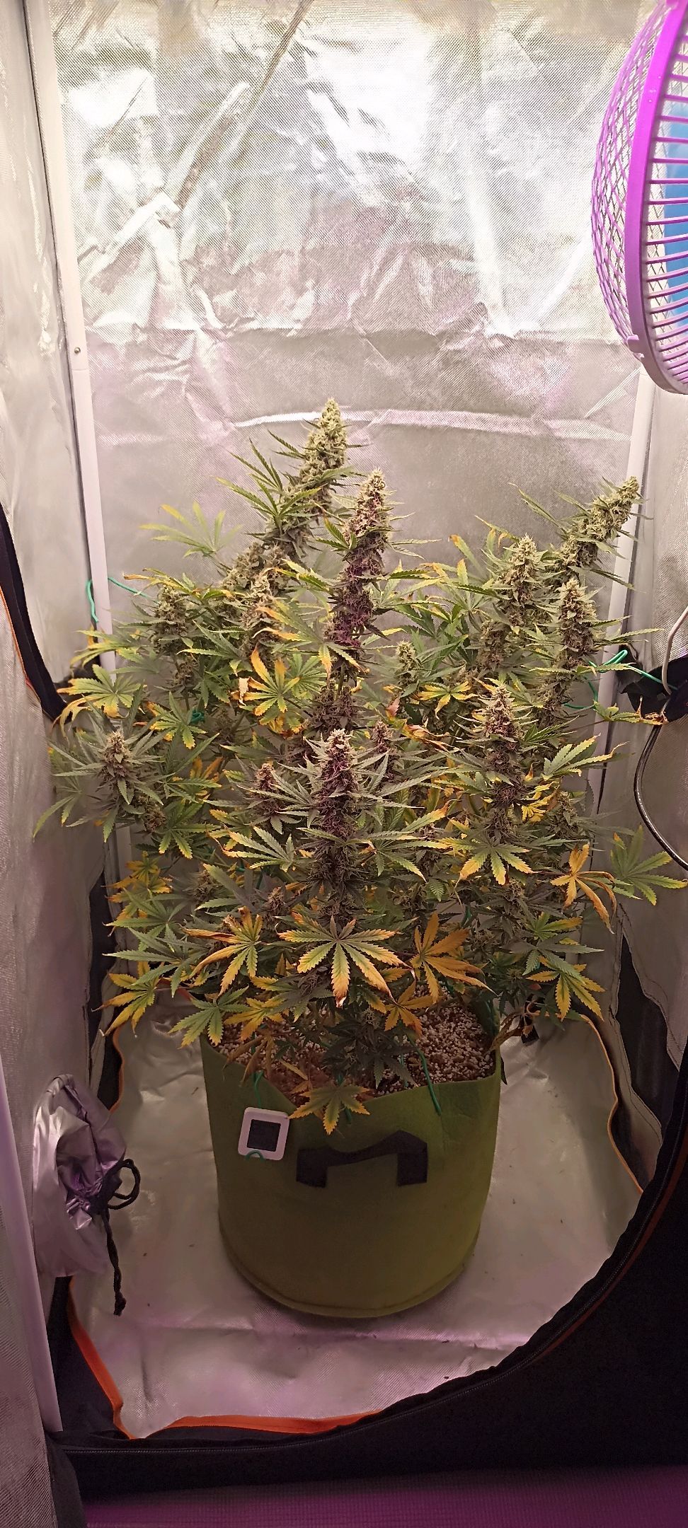 Gorilla Cookies Auto growlog photo 50