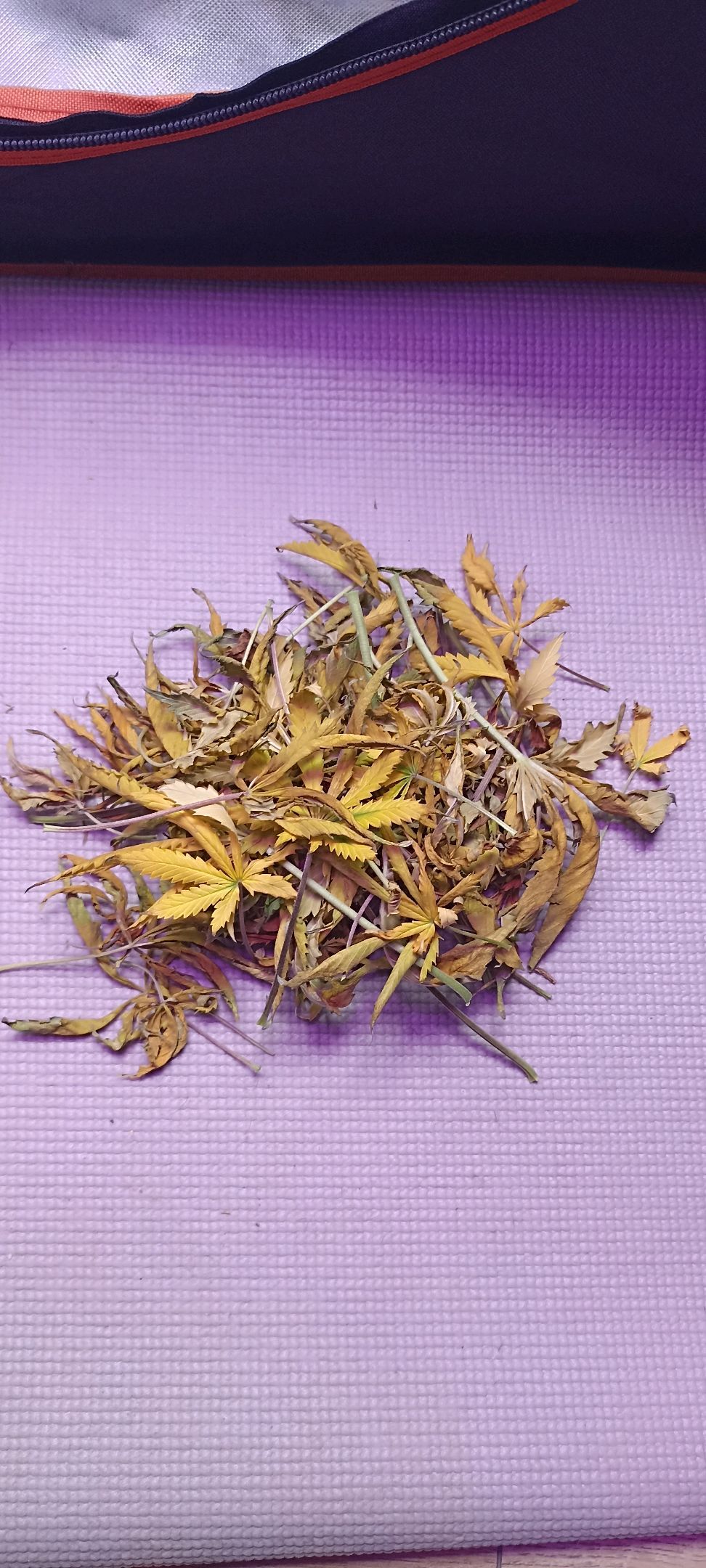 Gorilla Cookies Auto growlog photo 49