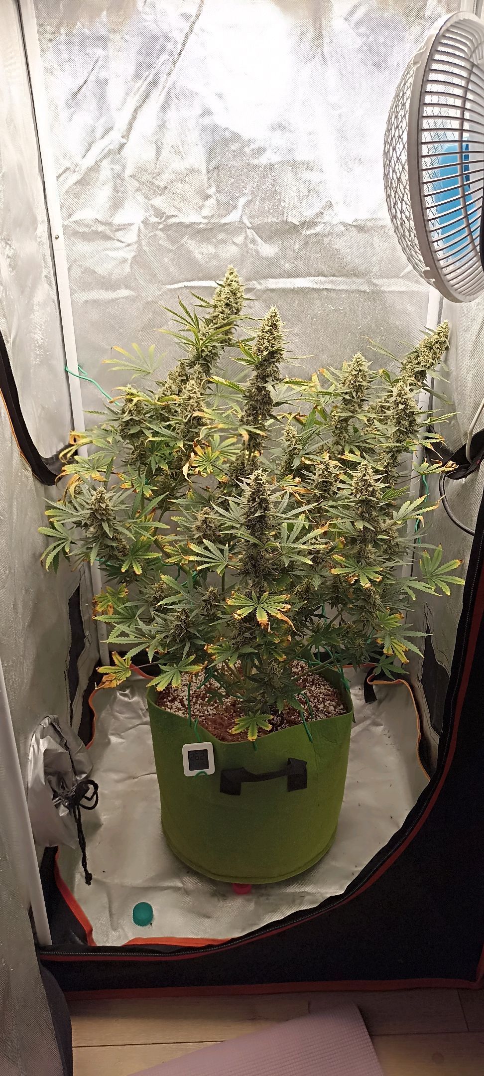 Gorilla Cookies Auto growlog photo 52