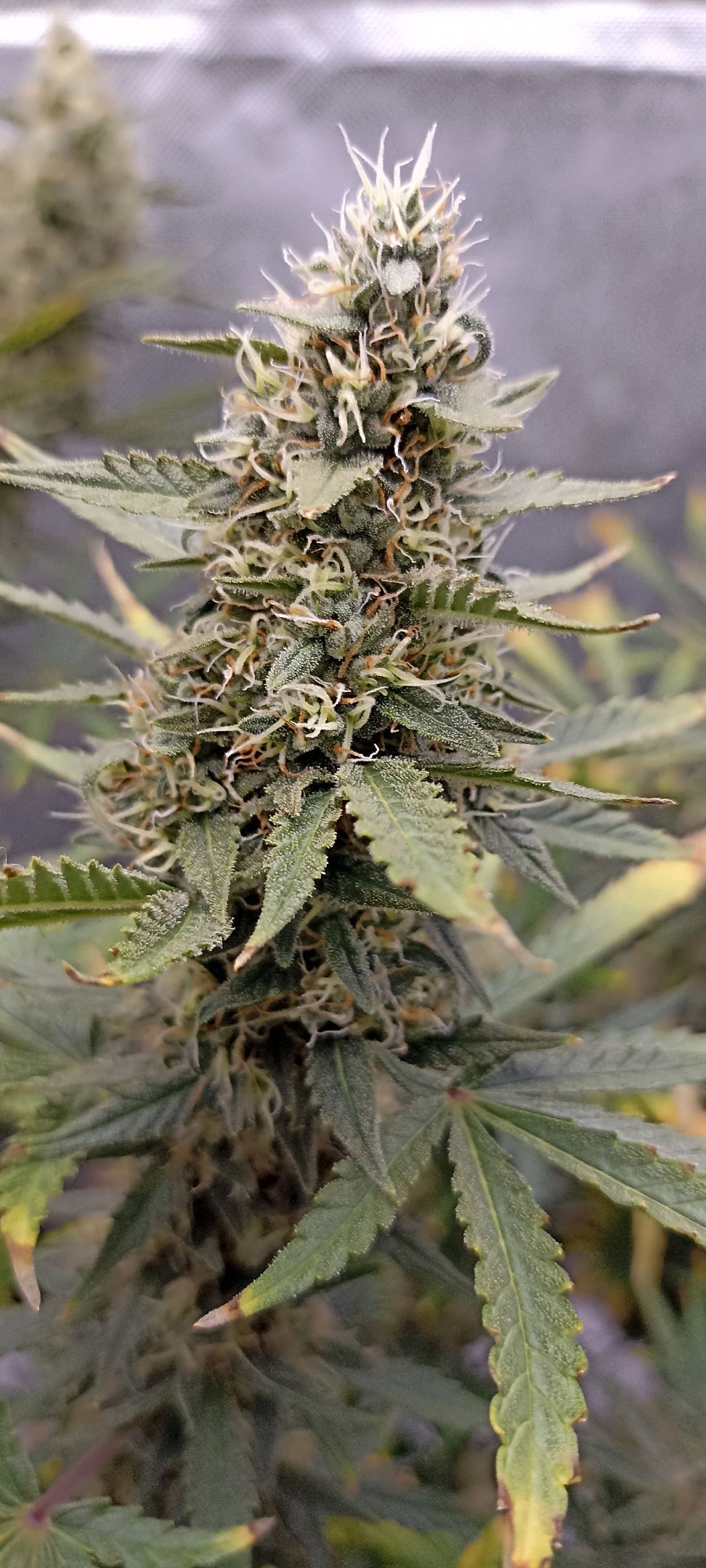 Gorilla Cookies Auto growlog photo 53