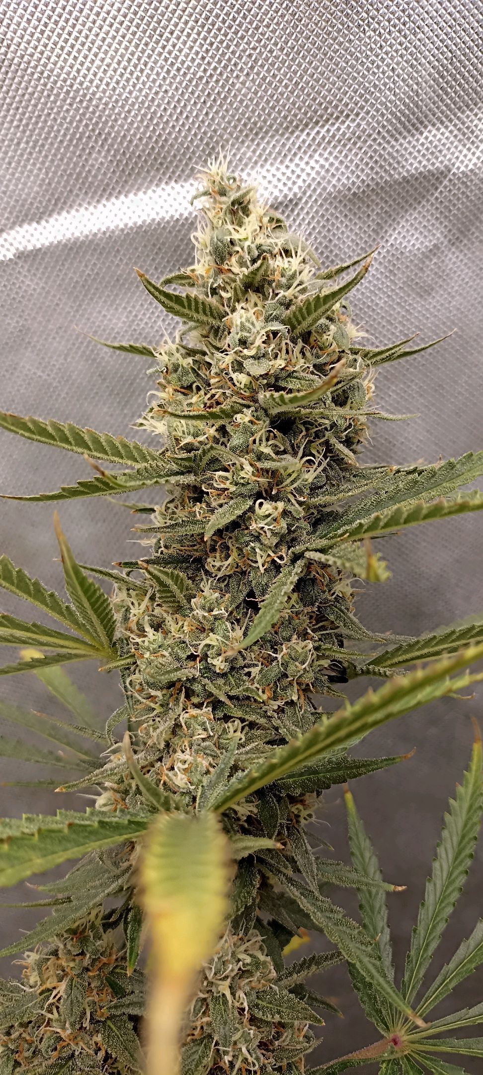 Gorilla Cookies Auto growlog header