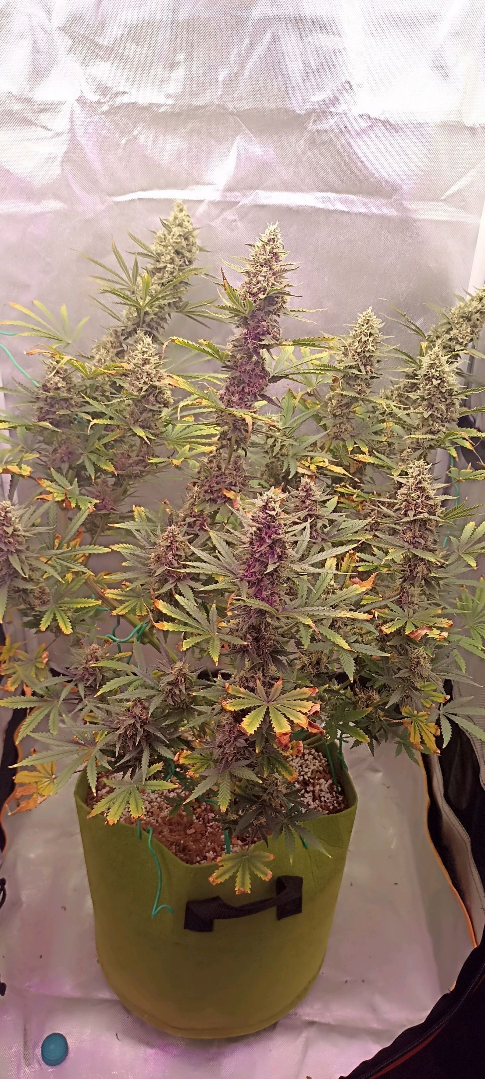 Gorilla Cookies Auto growlog photo 55