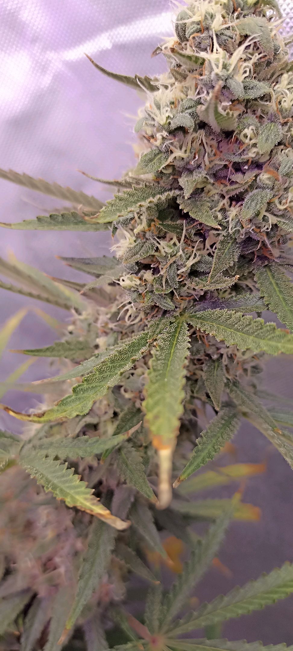 Gorilla Cookies Auto growlog photo 57