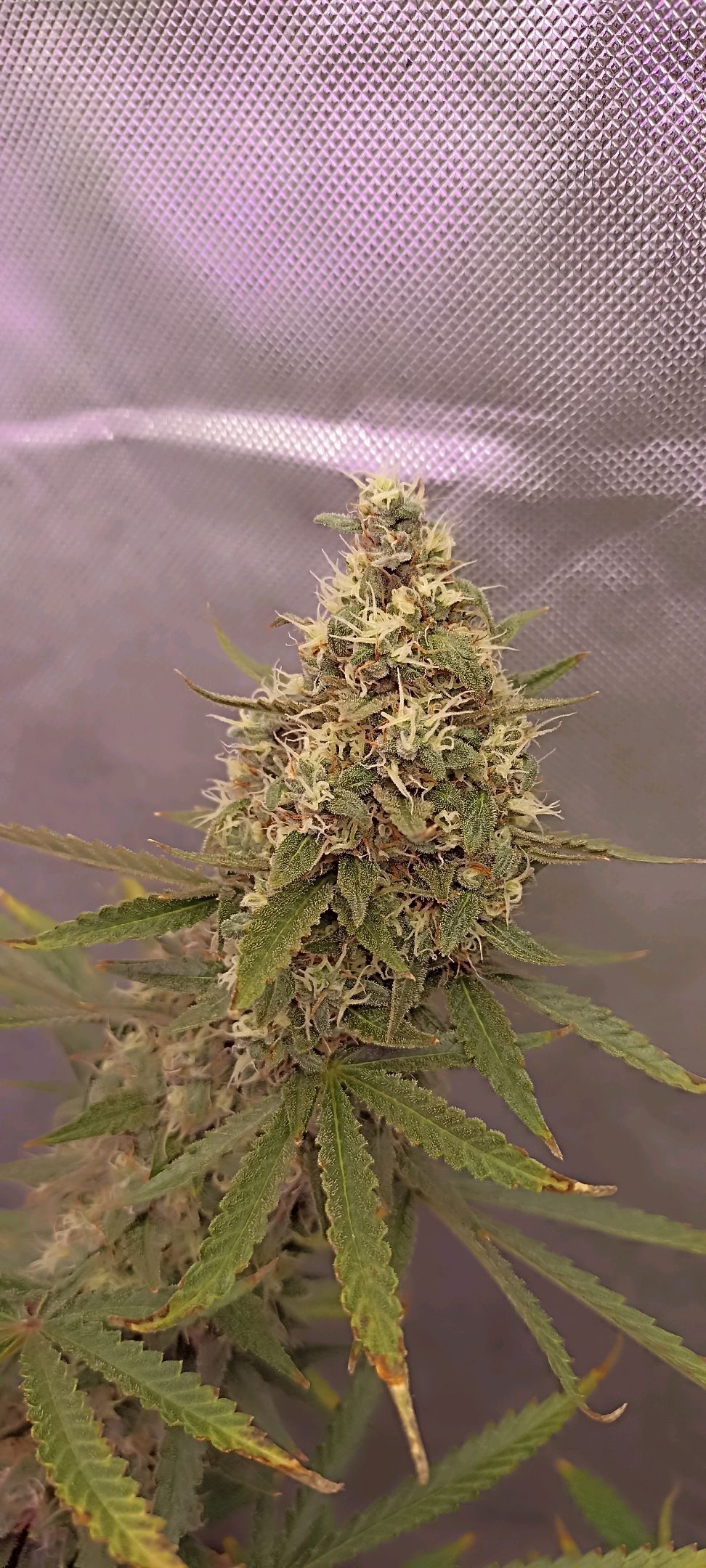 Gorilla Cookies Auto growlog photo 56