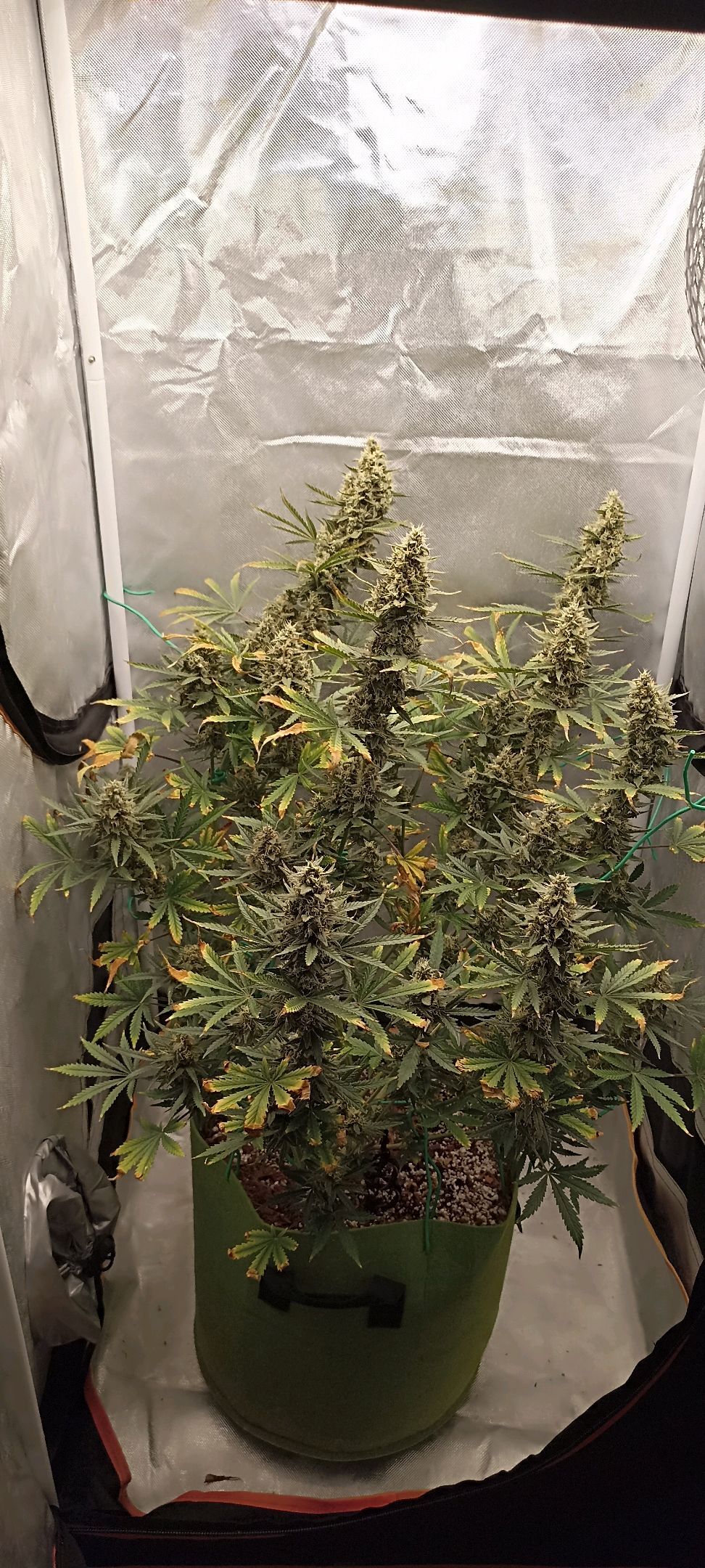 Gorilla Cookies Auto growlog photo 58
