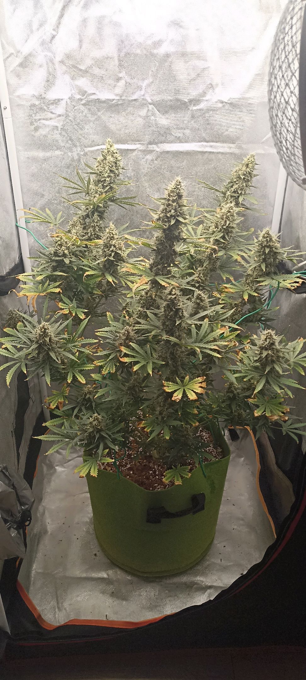 Gorilla Cookies Auto growlog photo 59