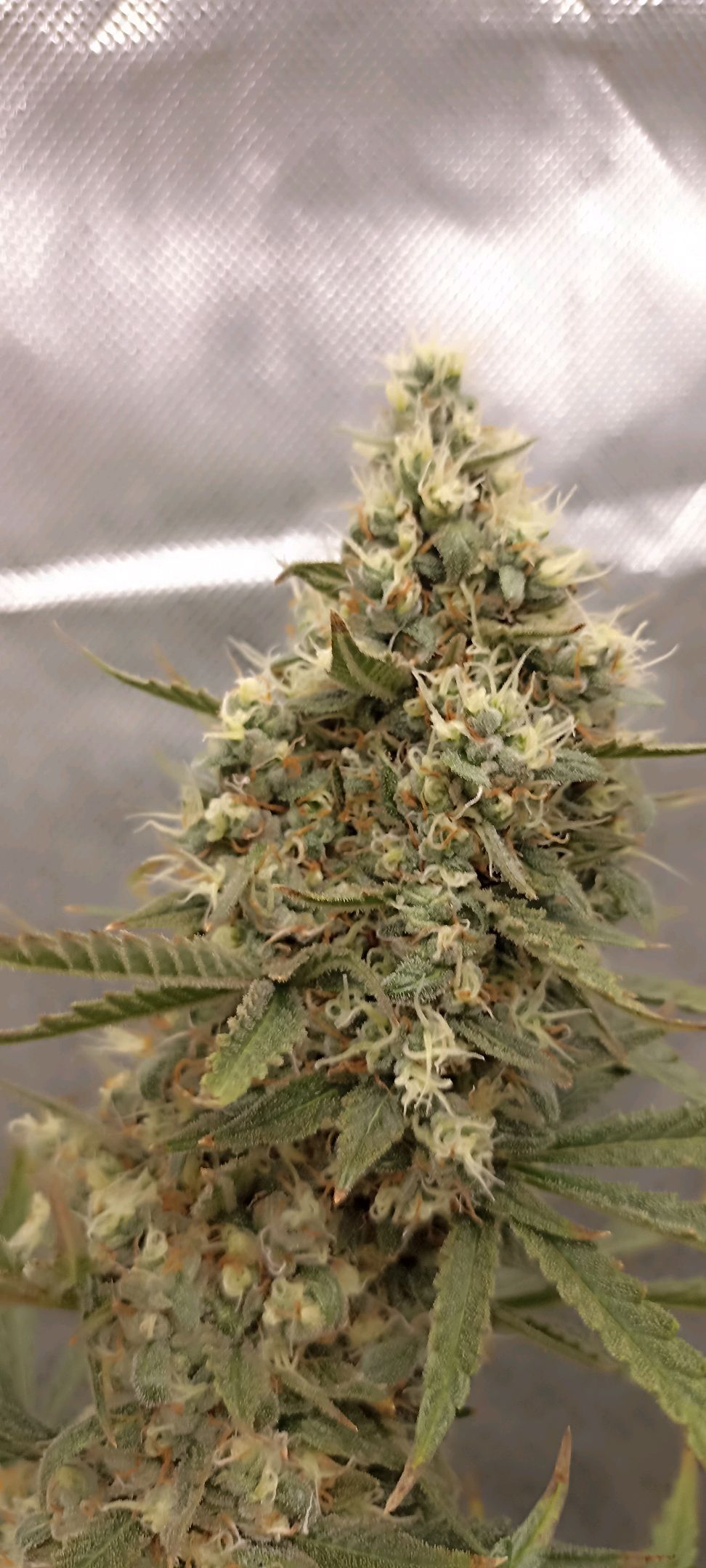 Gorilla Cookies Auto growlog photo 60