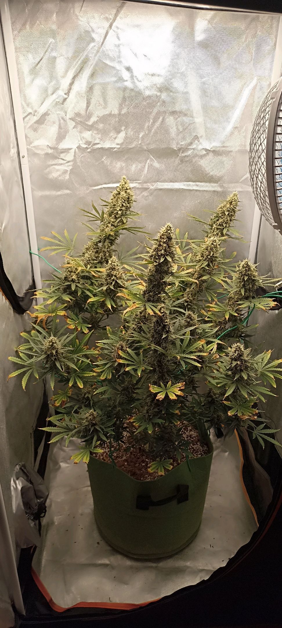 Gorilla Cookies Auto growlog photo 61