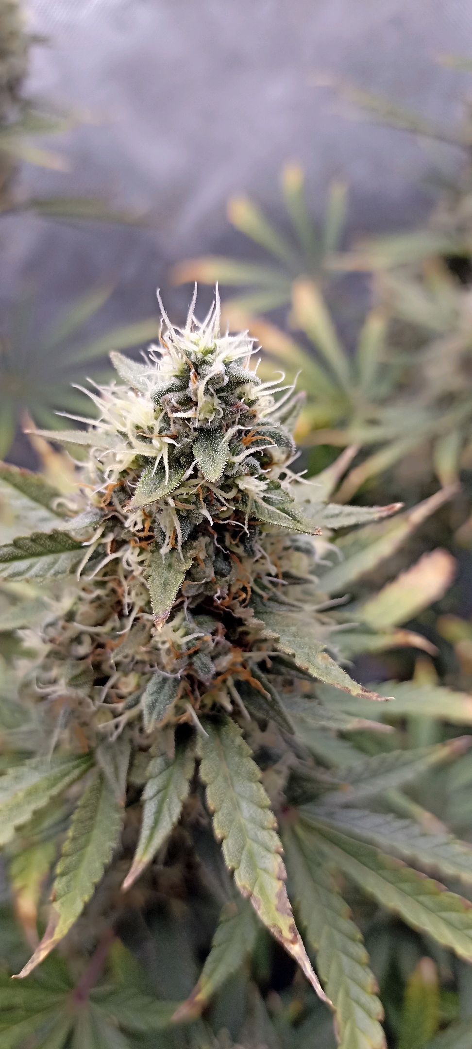 Gorilla Cookies Auto growlog photo 62