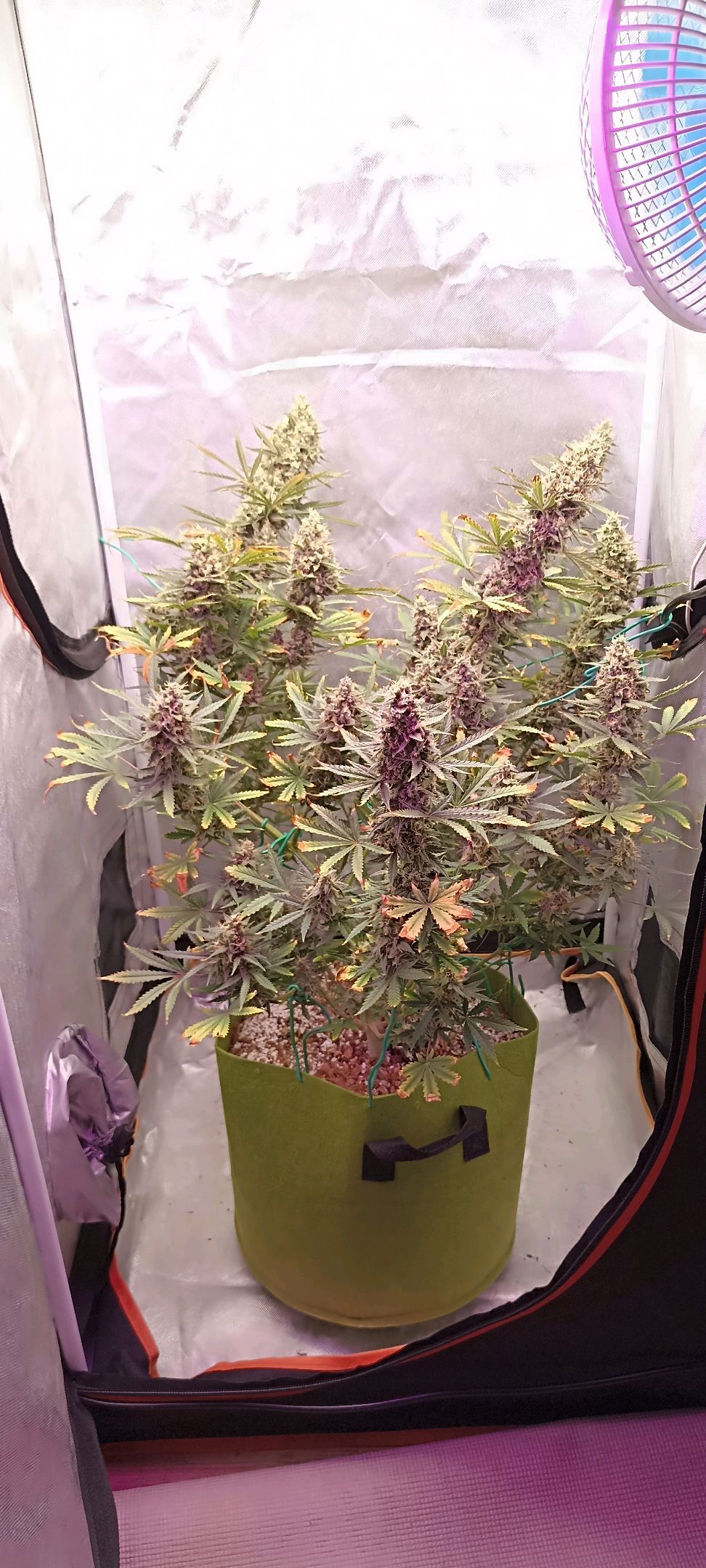 Gorilla Cookies Auto growlog photo 63