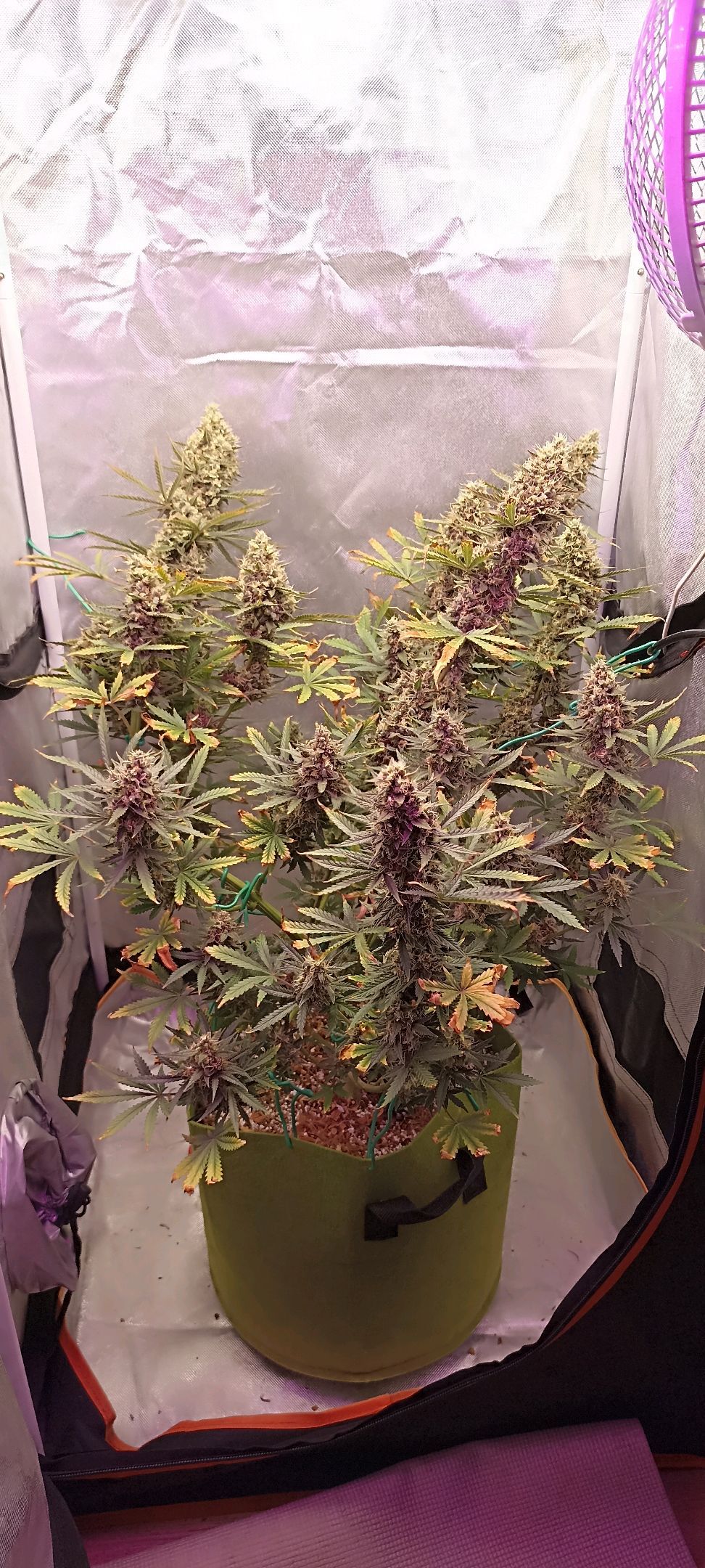 Gorilla Cookies Auto growlog photo 64