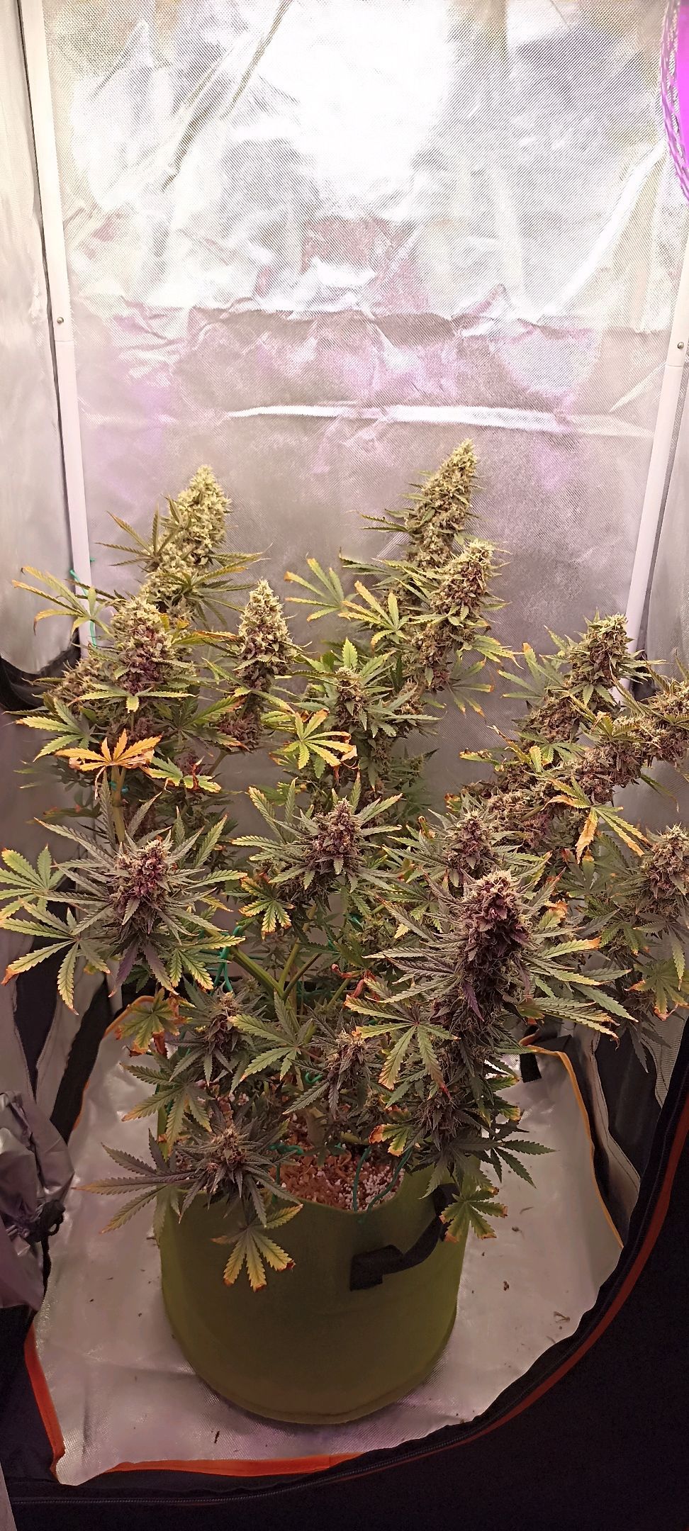 Gorilla Cookies Auto growlog photo 65