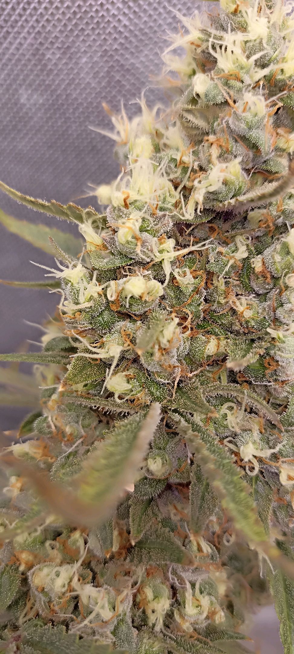 Gorilla Cookies Auto growlog photo 66