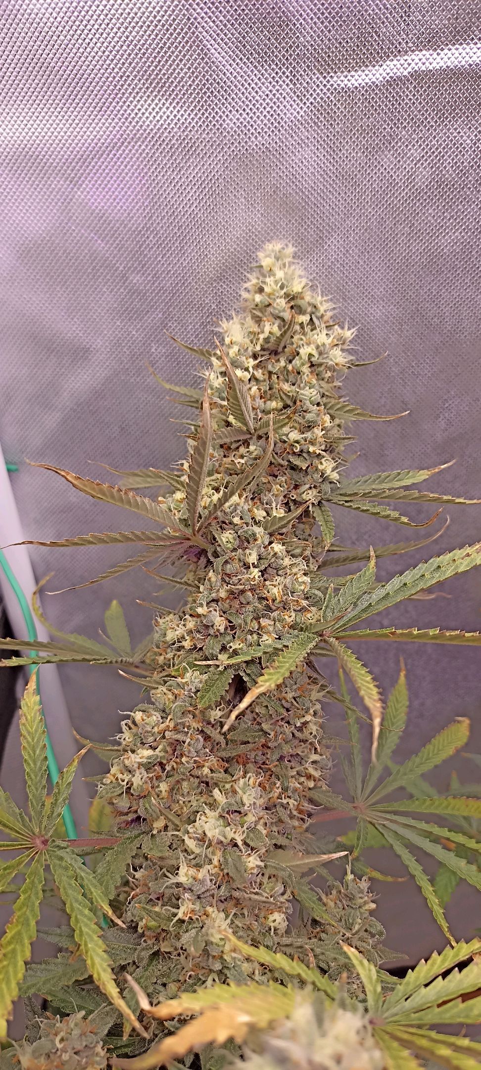 Gorilla Cookies Auto growlog photo 67