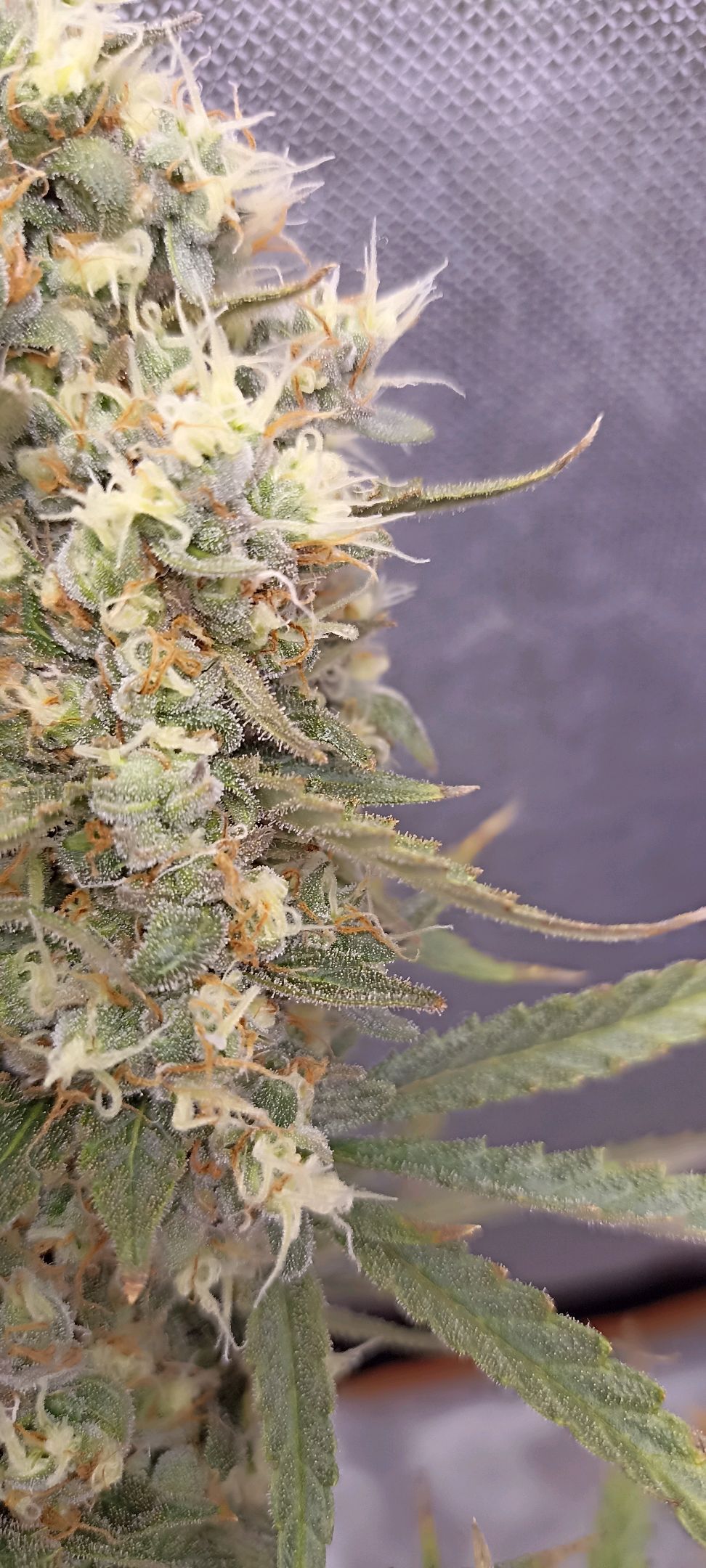 Gorilla Cookies Auto growlog photo 68