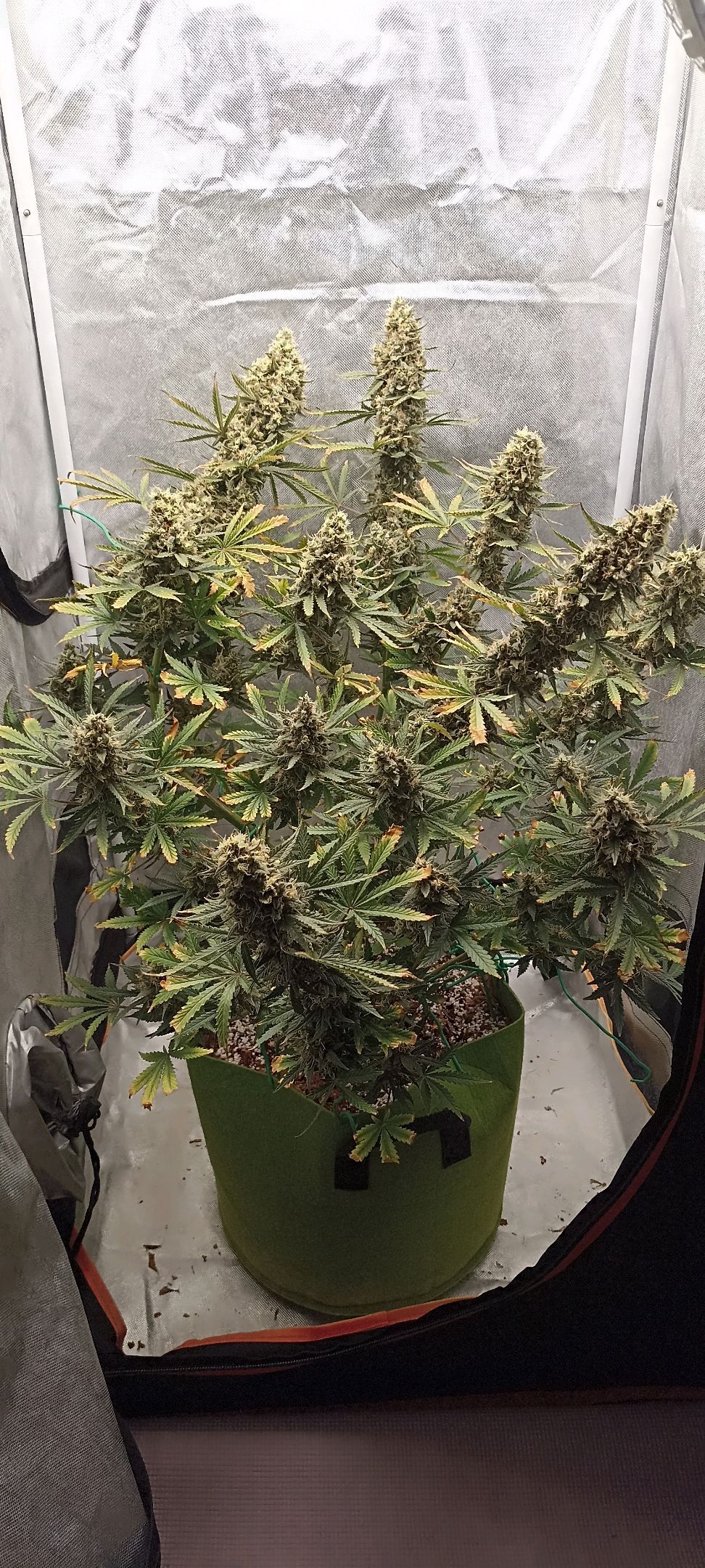 Gorilla Cookies Auto growlog photo 69
