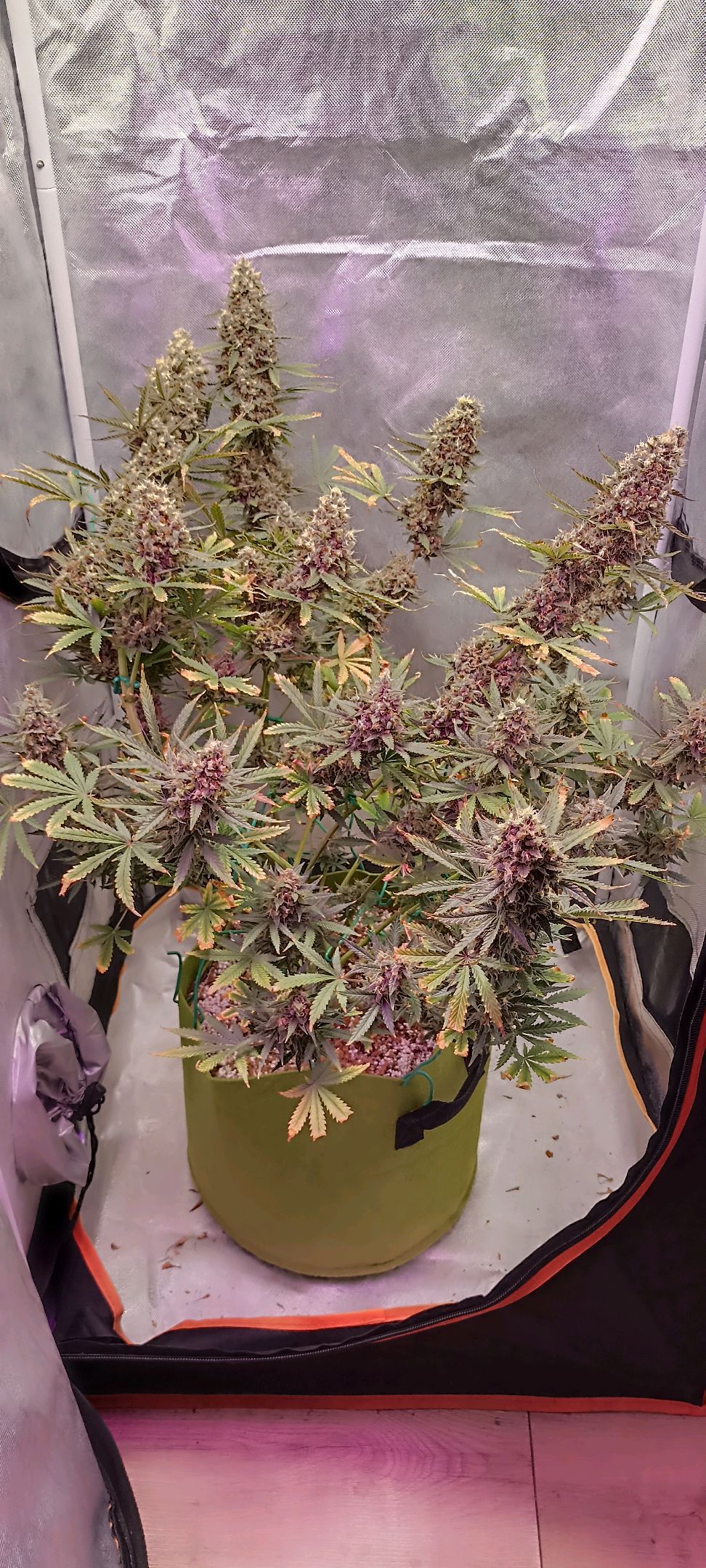 Gorilla Cookies Auto growlog photo 70