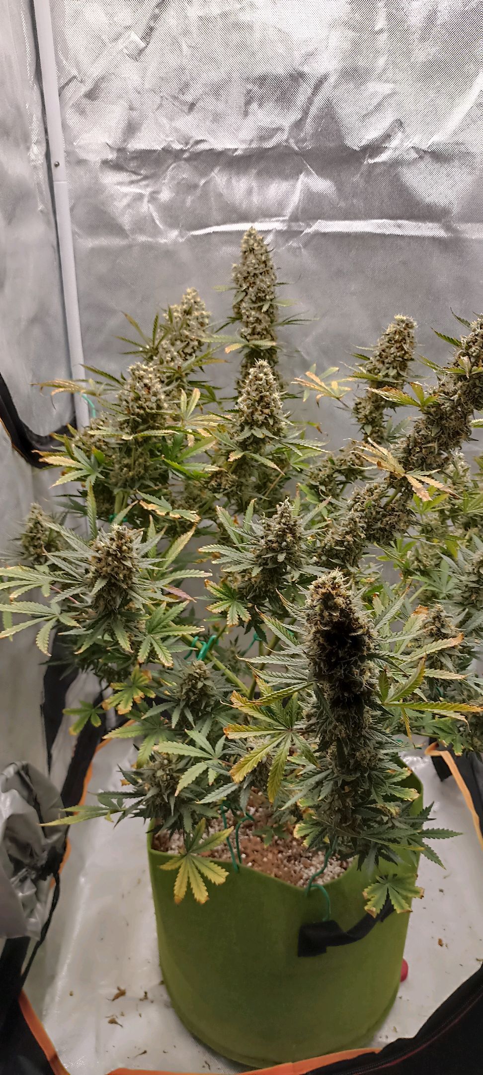 Gorilla Cookies Auto growlog photo 71