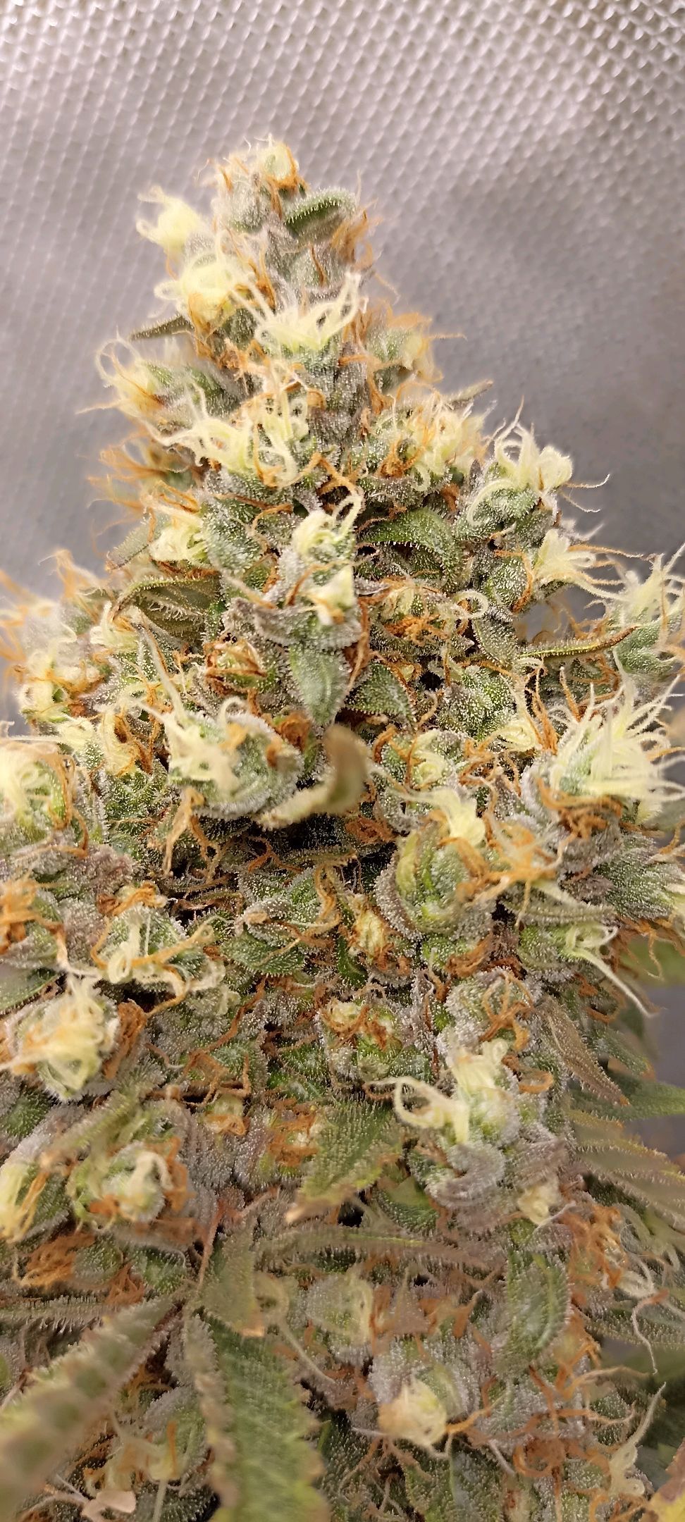 Gorilla Cookies Auto growlog photo 72