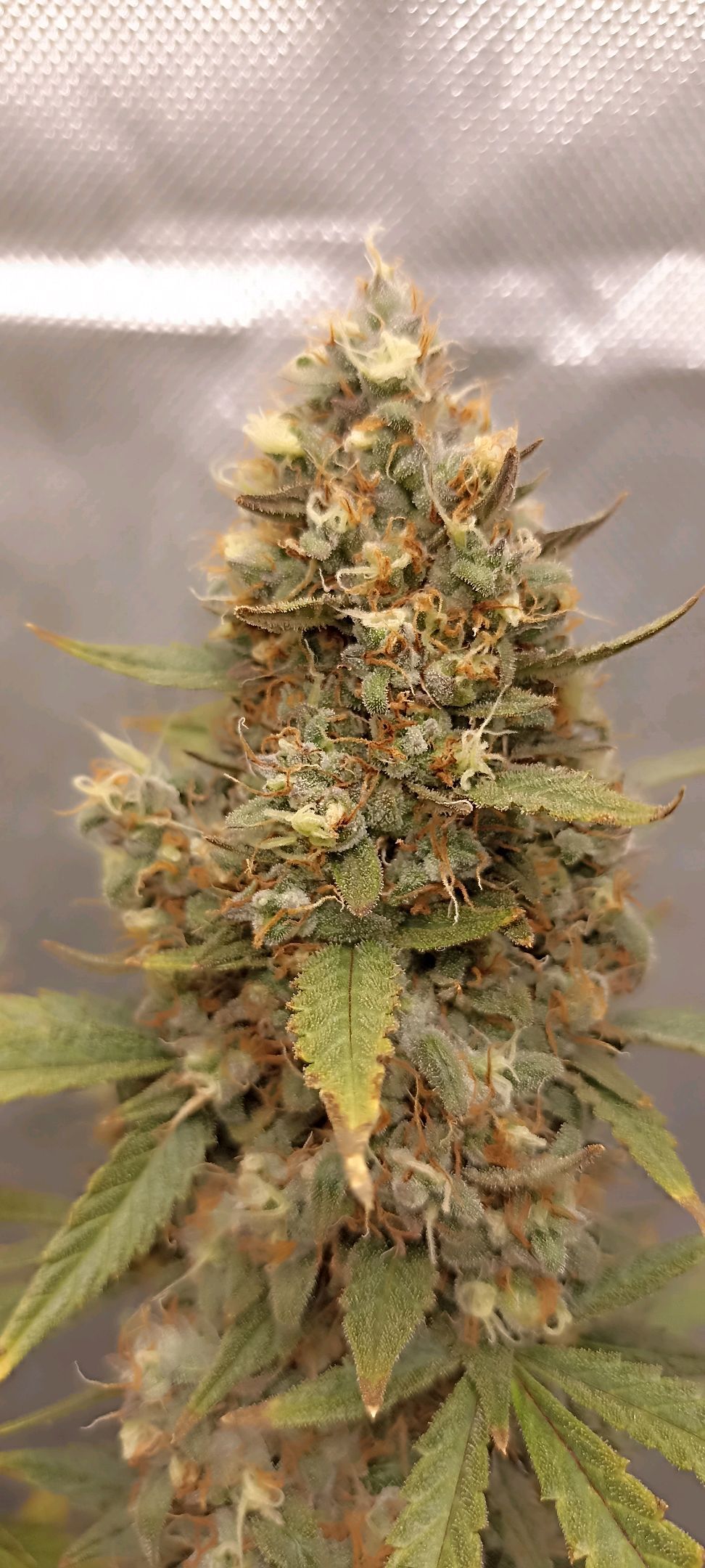 Gorilla Cookies Auto growlog photo 73