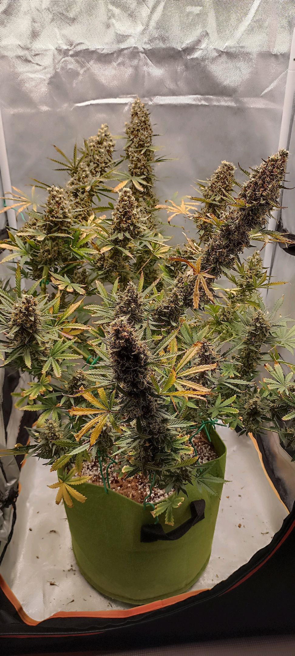 Gorilla Cookies Auto growlog photo 74