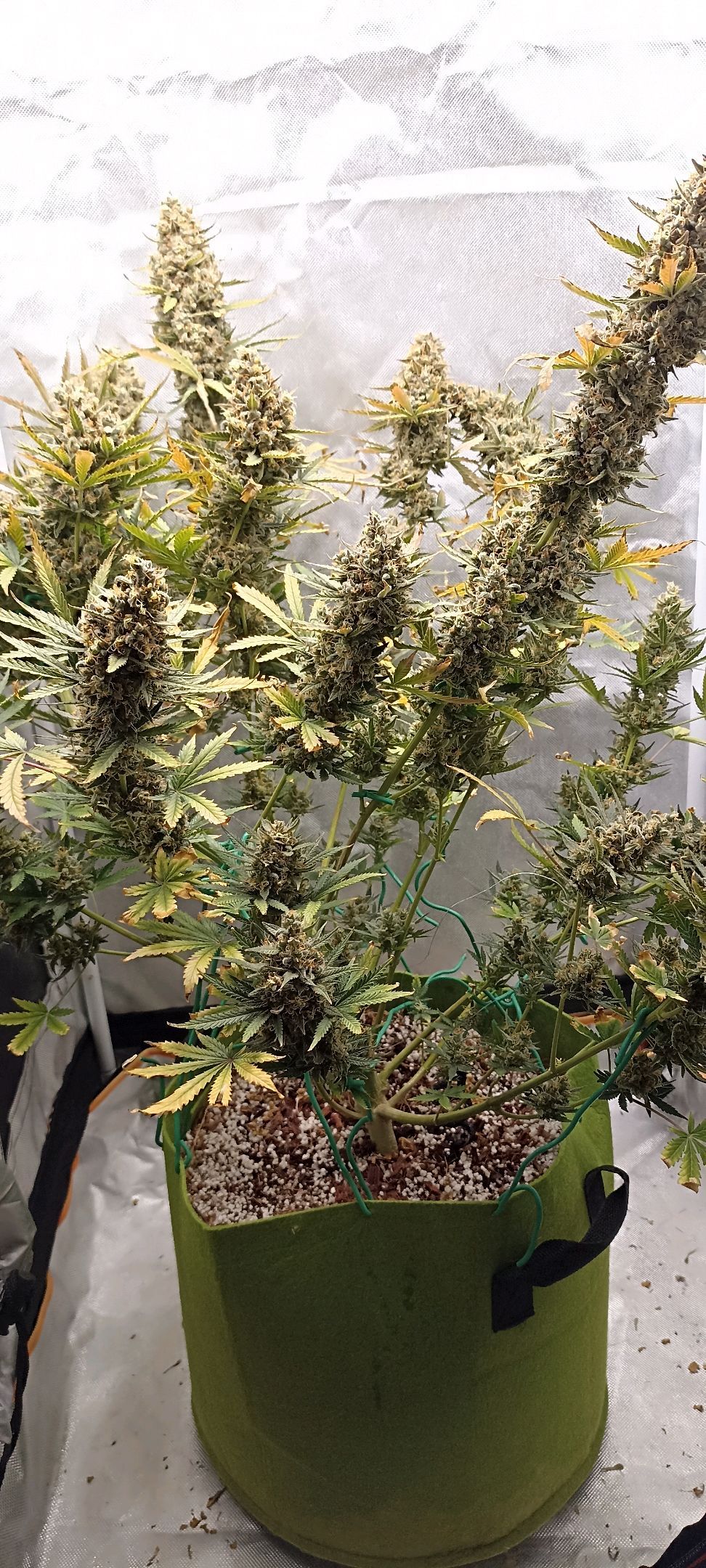 Gorilla Cookies Auto growlog photo 75