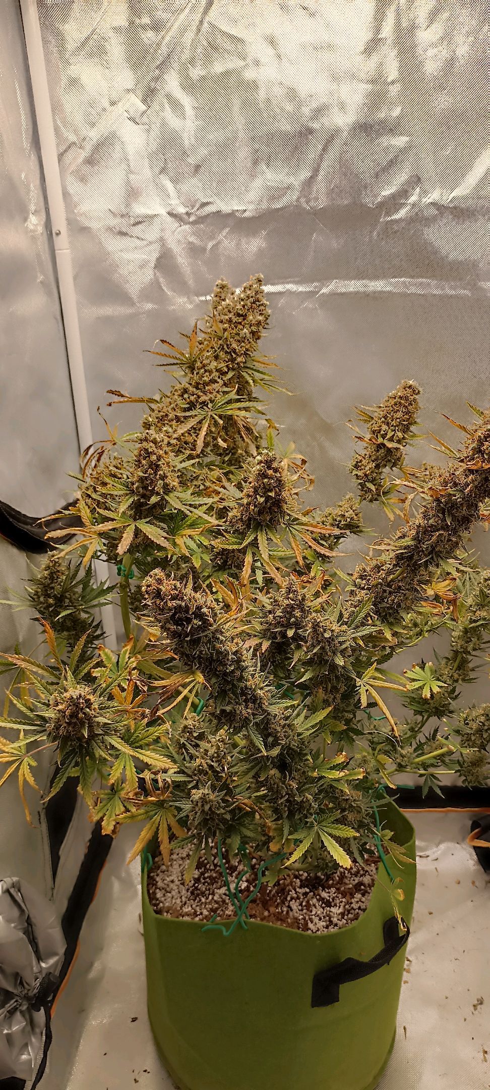 Gorilla Cookies Auto growlog photo 76