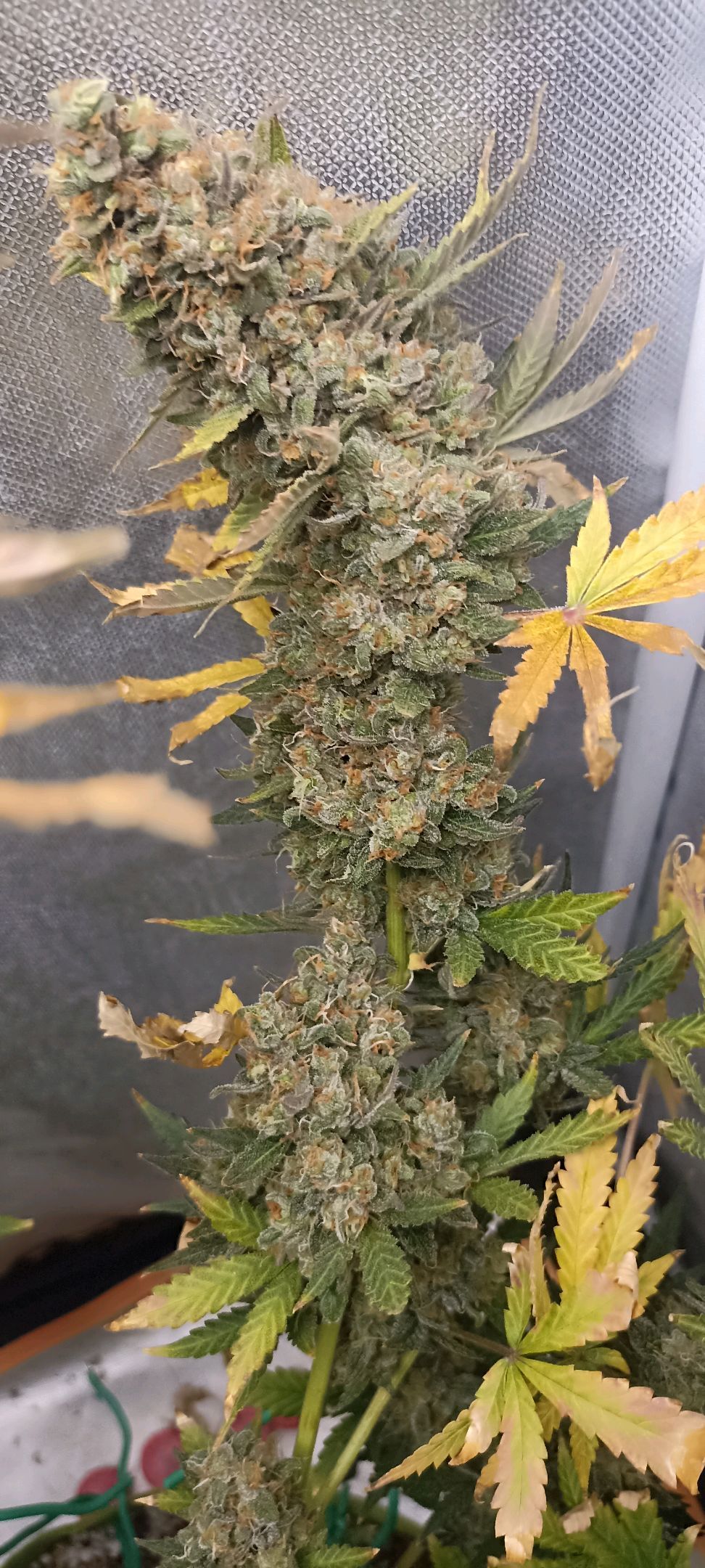 Gorilla Cookies Auto growlog photo 77