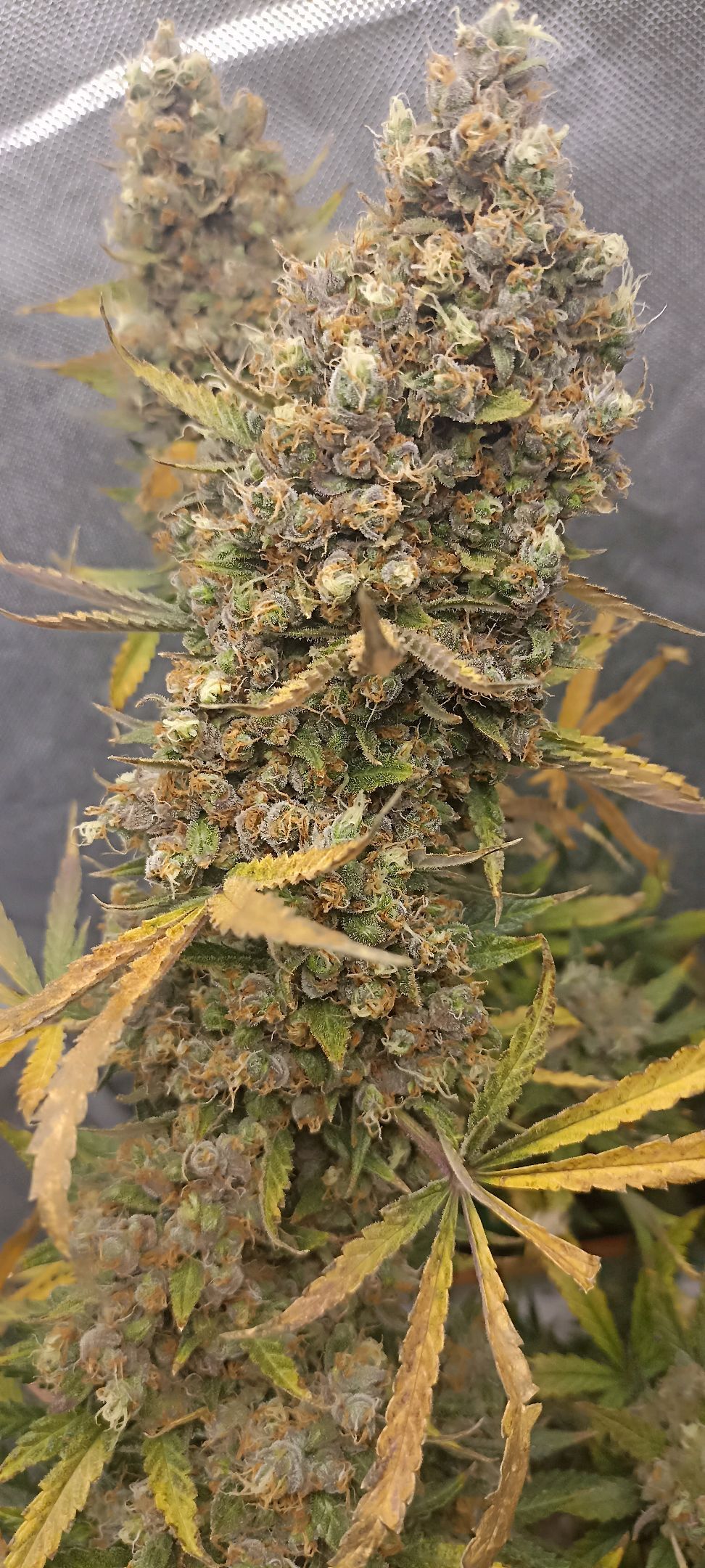 Gorilla Cookies Auto growlog photo 78