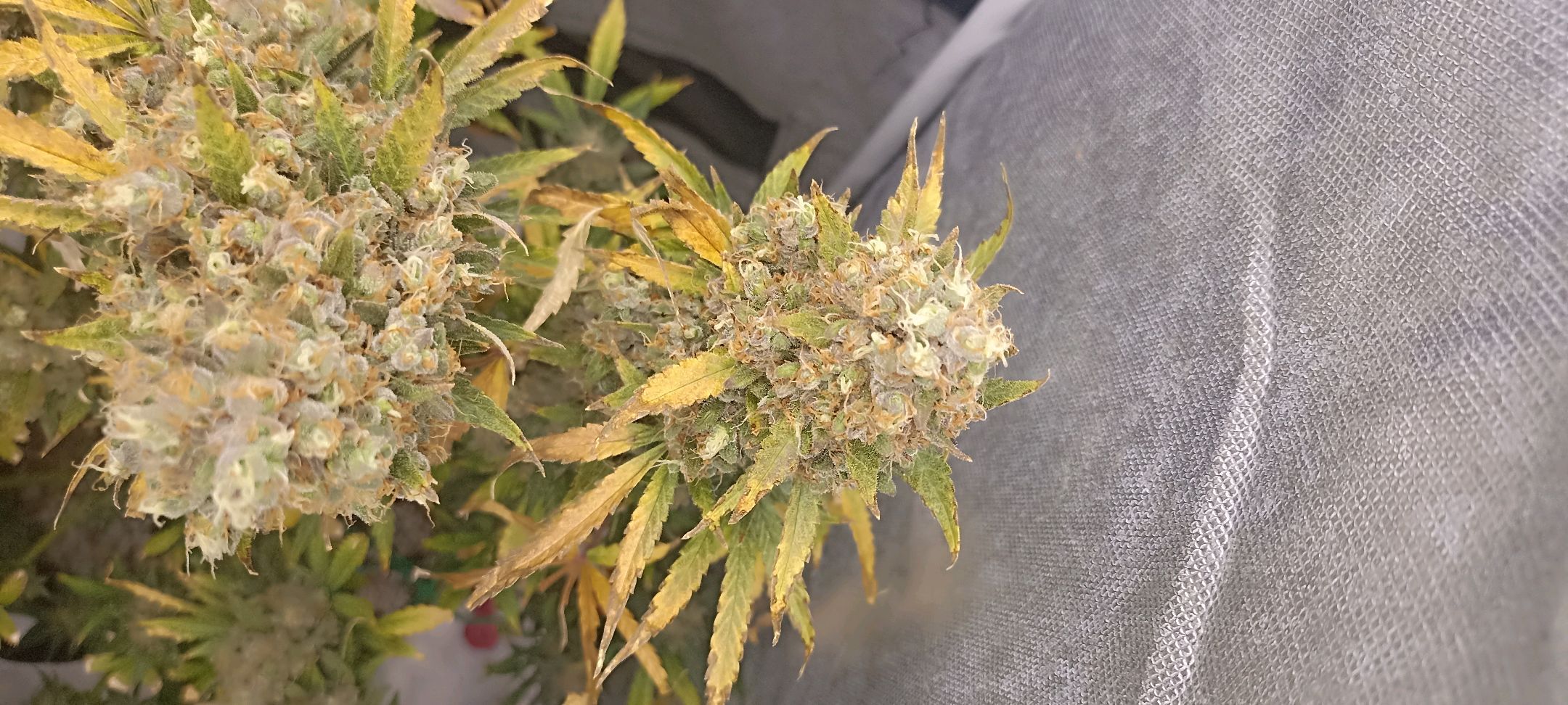 Gorilla Cookies Auto growlog photo 79