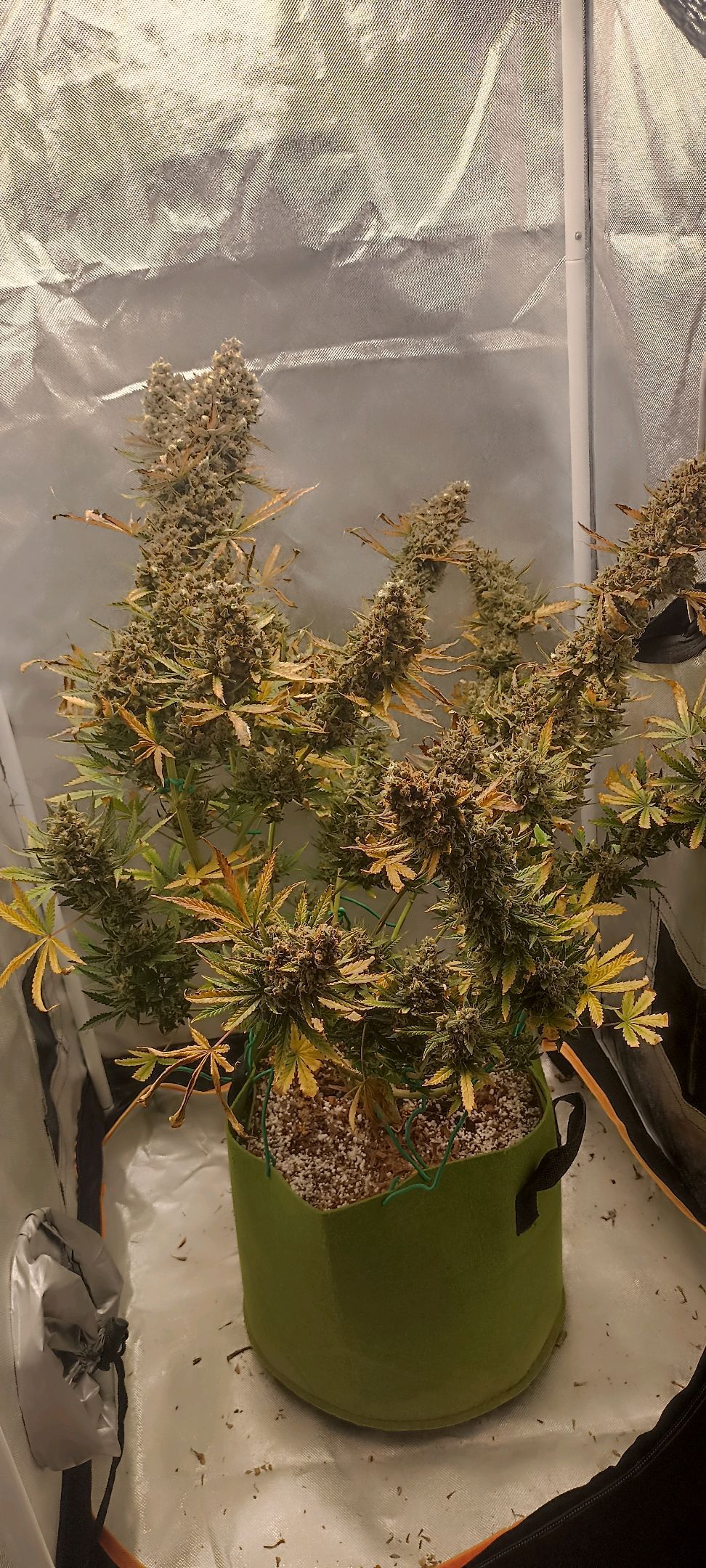 Gorilla Cookies Auto growlog photo 80