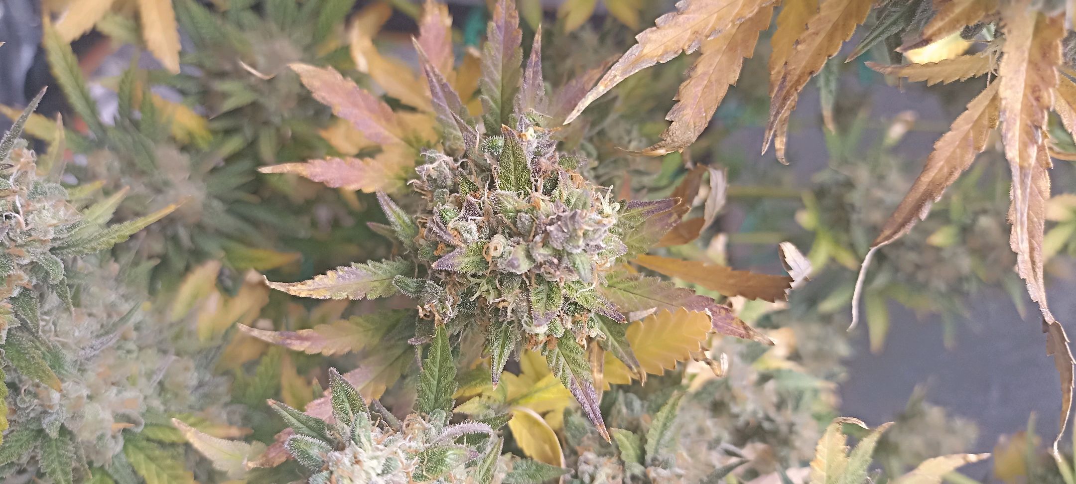 Gorilla Cookies Auto growlog photo 81