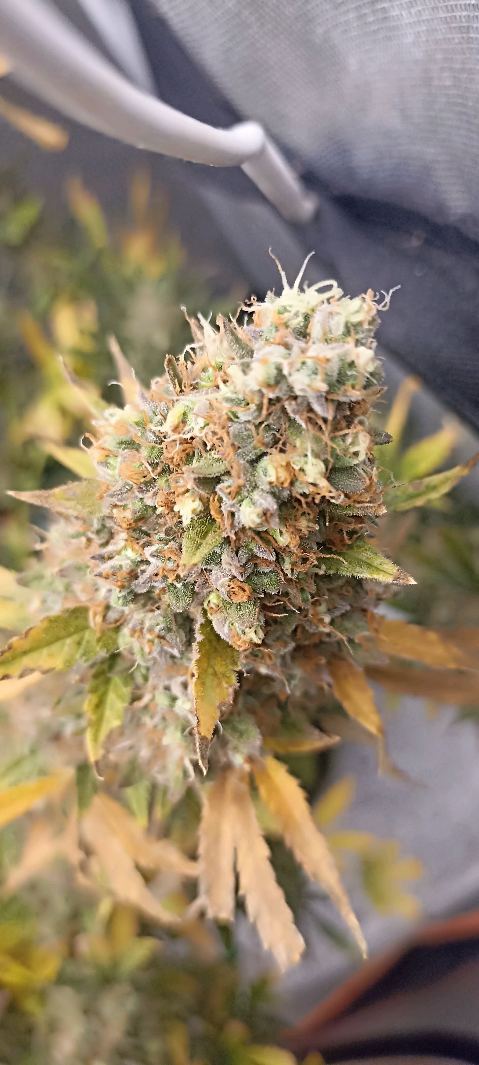 Gorilla Cookies Auto growlog photo 82