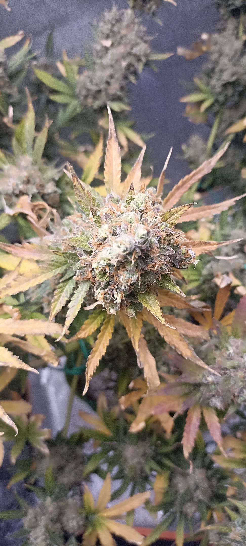 Gorilla Cookies Auto growlog photo 83