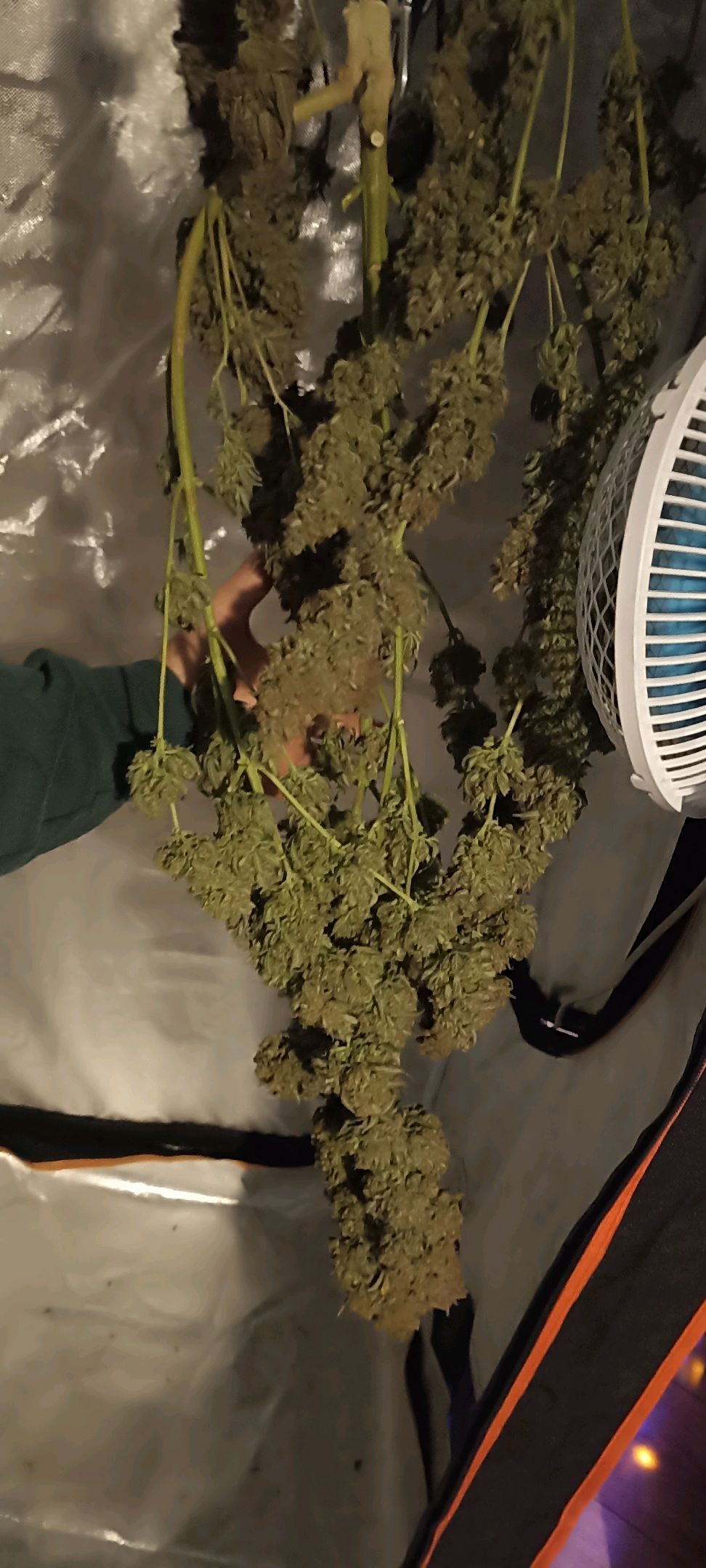 Gorilla Cookies Auto growlog photo 84