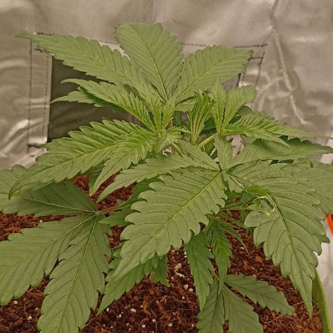 Strawberry Pie Auto growlog timeline photo