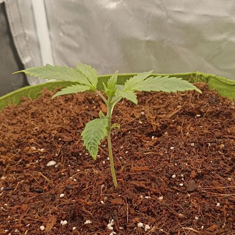 Strawberry Pie Auto growlog timeline photo