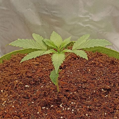 Strawberry Pie Auto growlog timeline photo