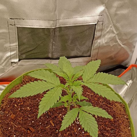 Strawberry Pie Auto growlog timeline photo