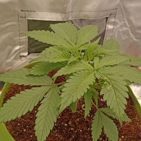 Strawberry Pie Auto growlog timeline photo