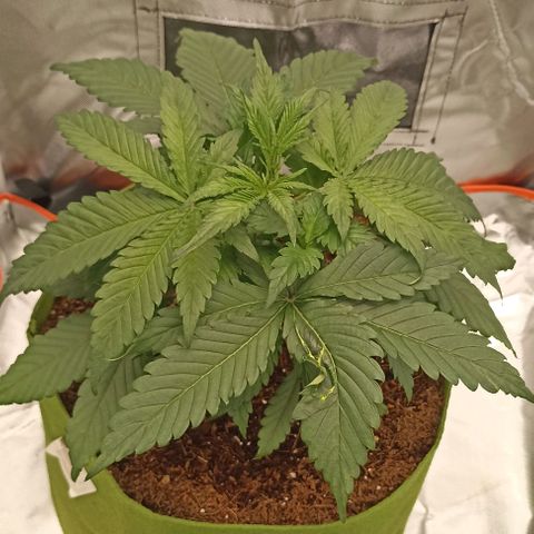 Strawberry Pie Auto growlog timeline photo