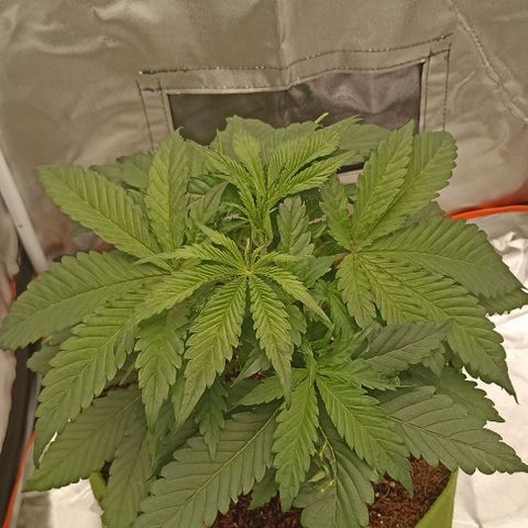 Strawberry Pie Auto growlog timeline photo
